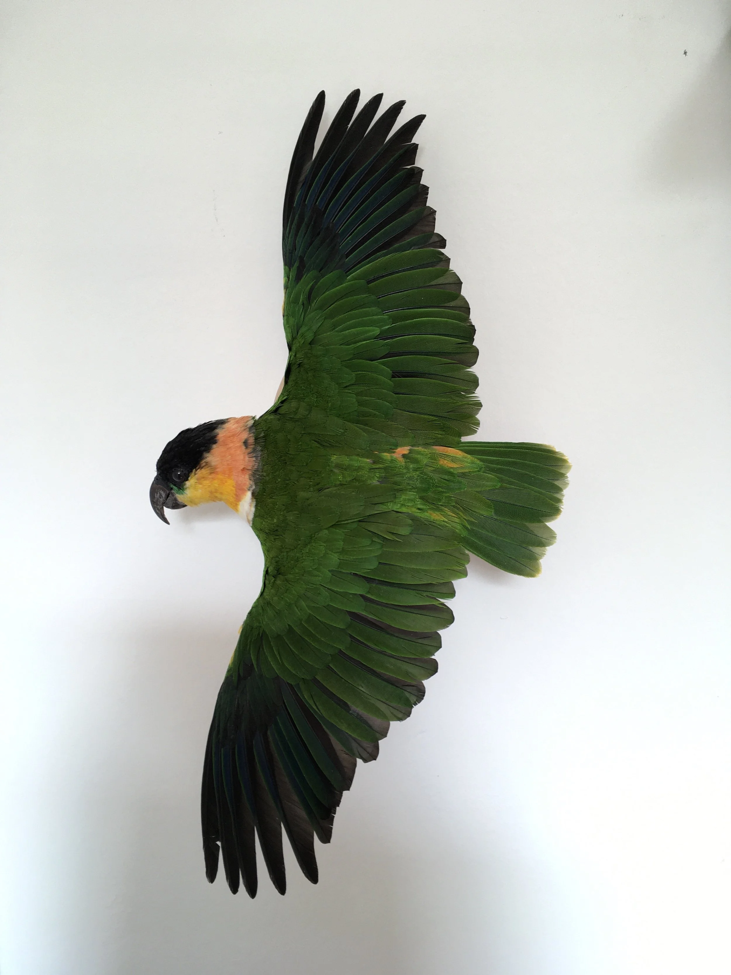 green parrot wings wide.jpeg