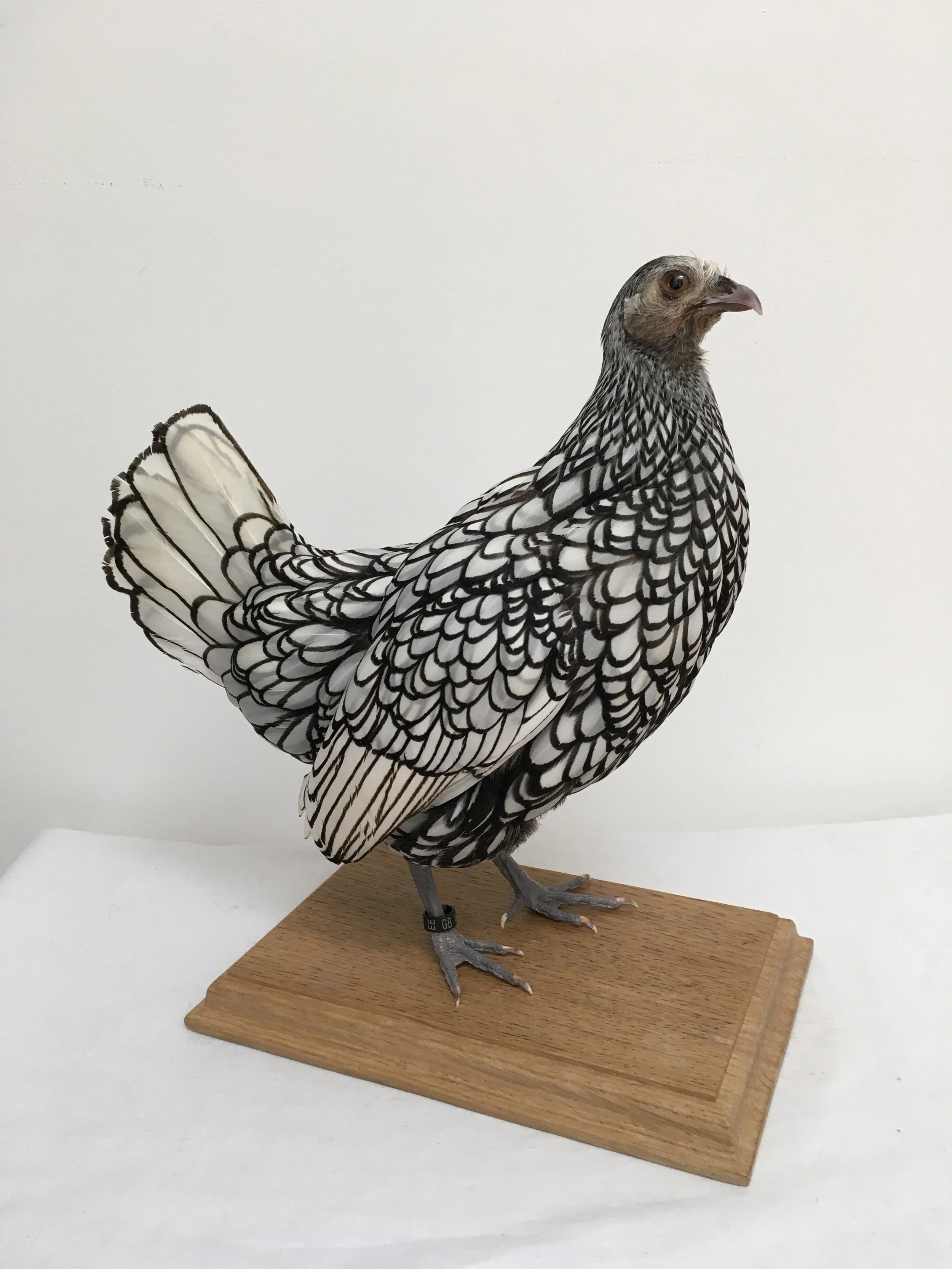 sebright-bantam-chicken1.jpeg