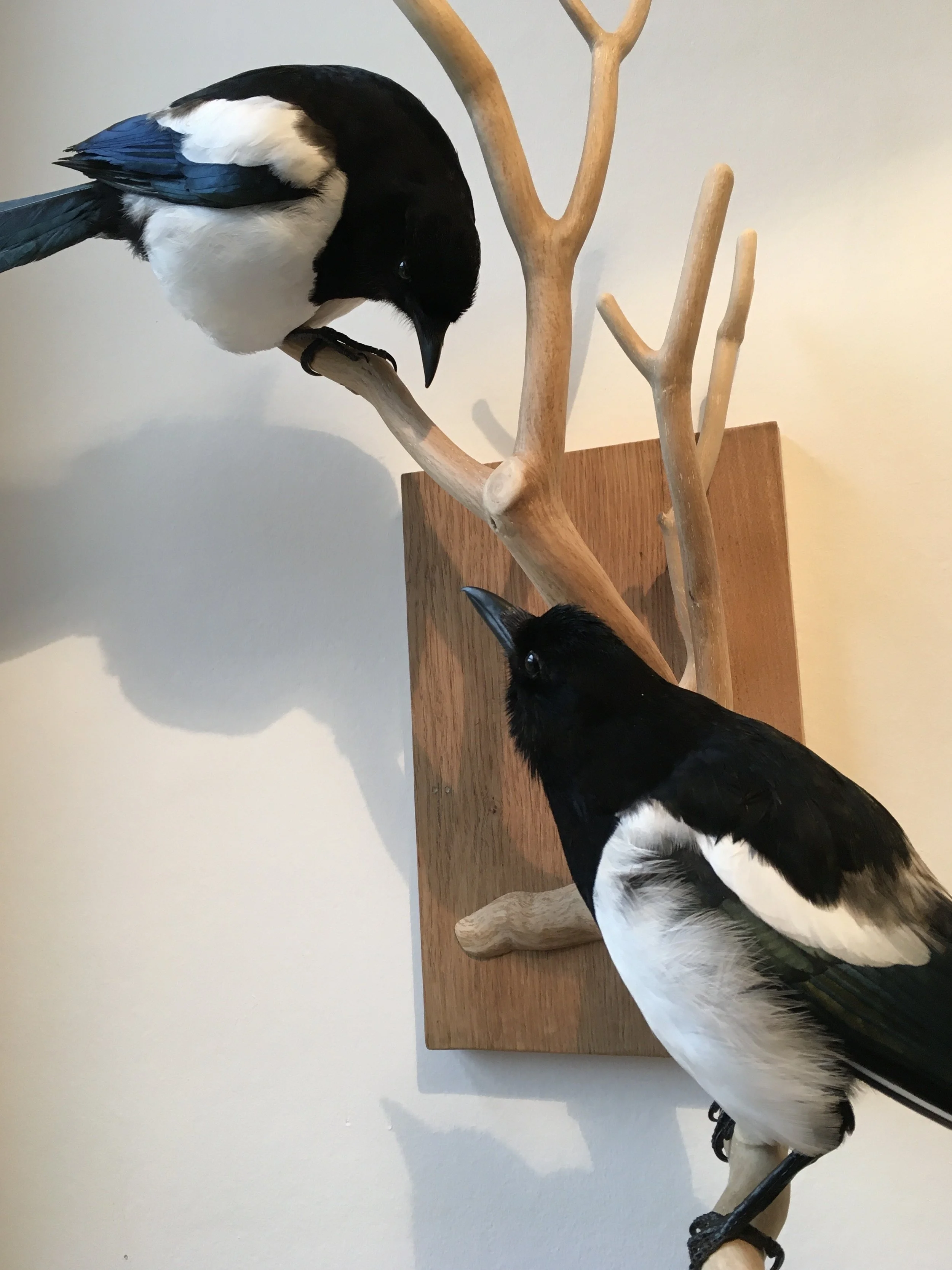 two magpies.jpeg