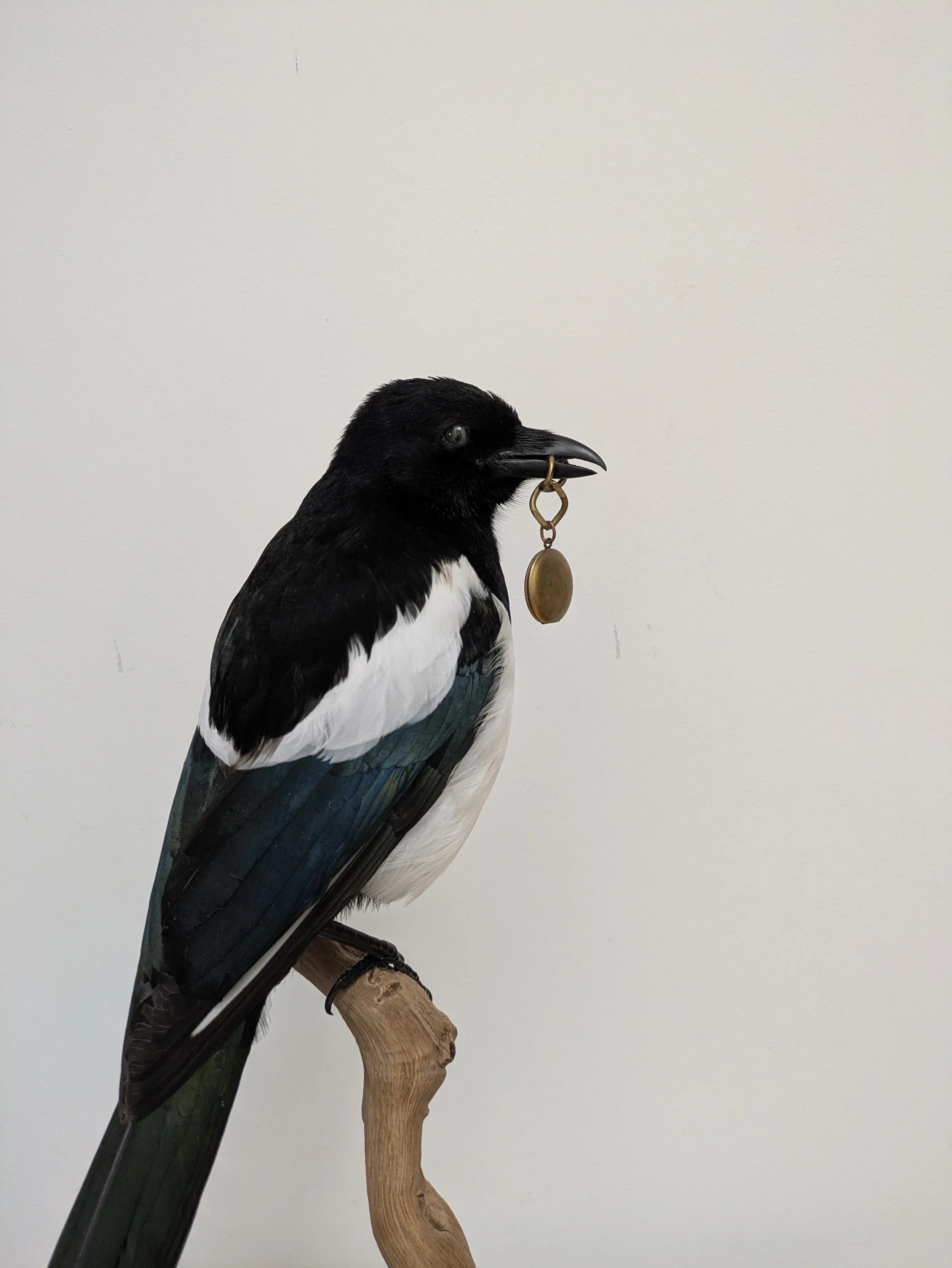 Taxidermy Magpie With Locket