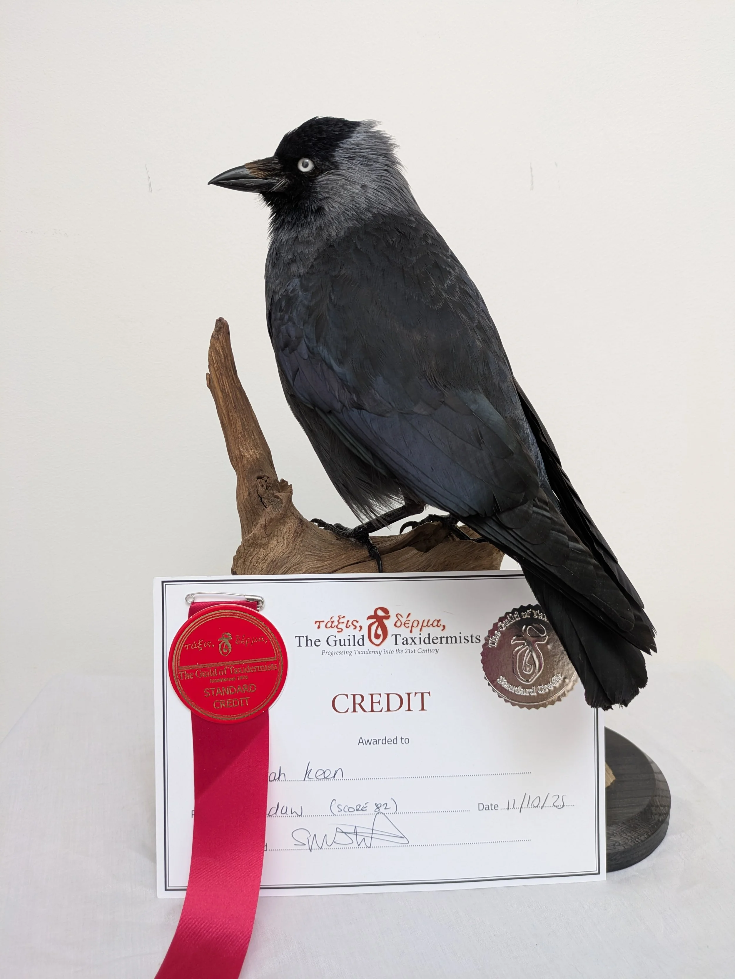 Stunning Taxidermy Jackdaw Perched On An Elegant Turned Wood Perch 