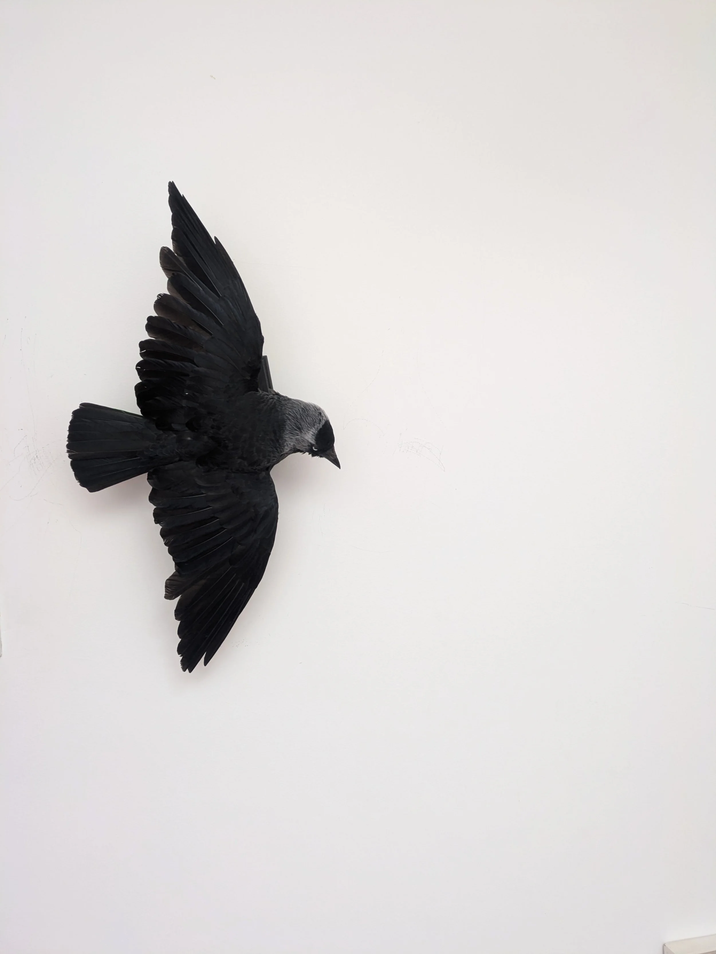 Taxidermy jackdaw in flight