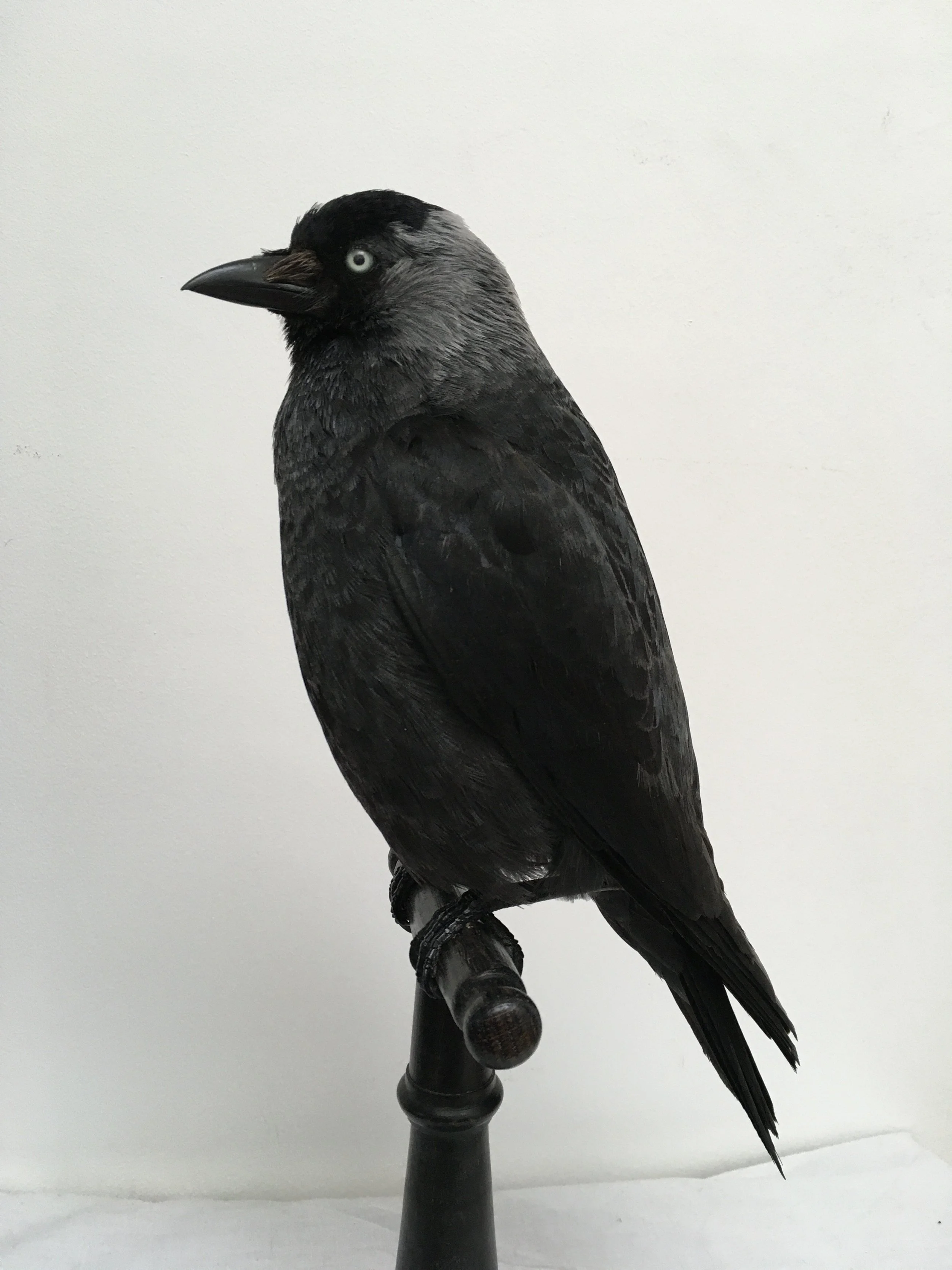 jackdaw black branch.jpeg