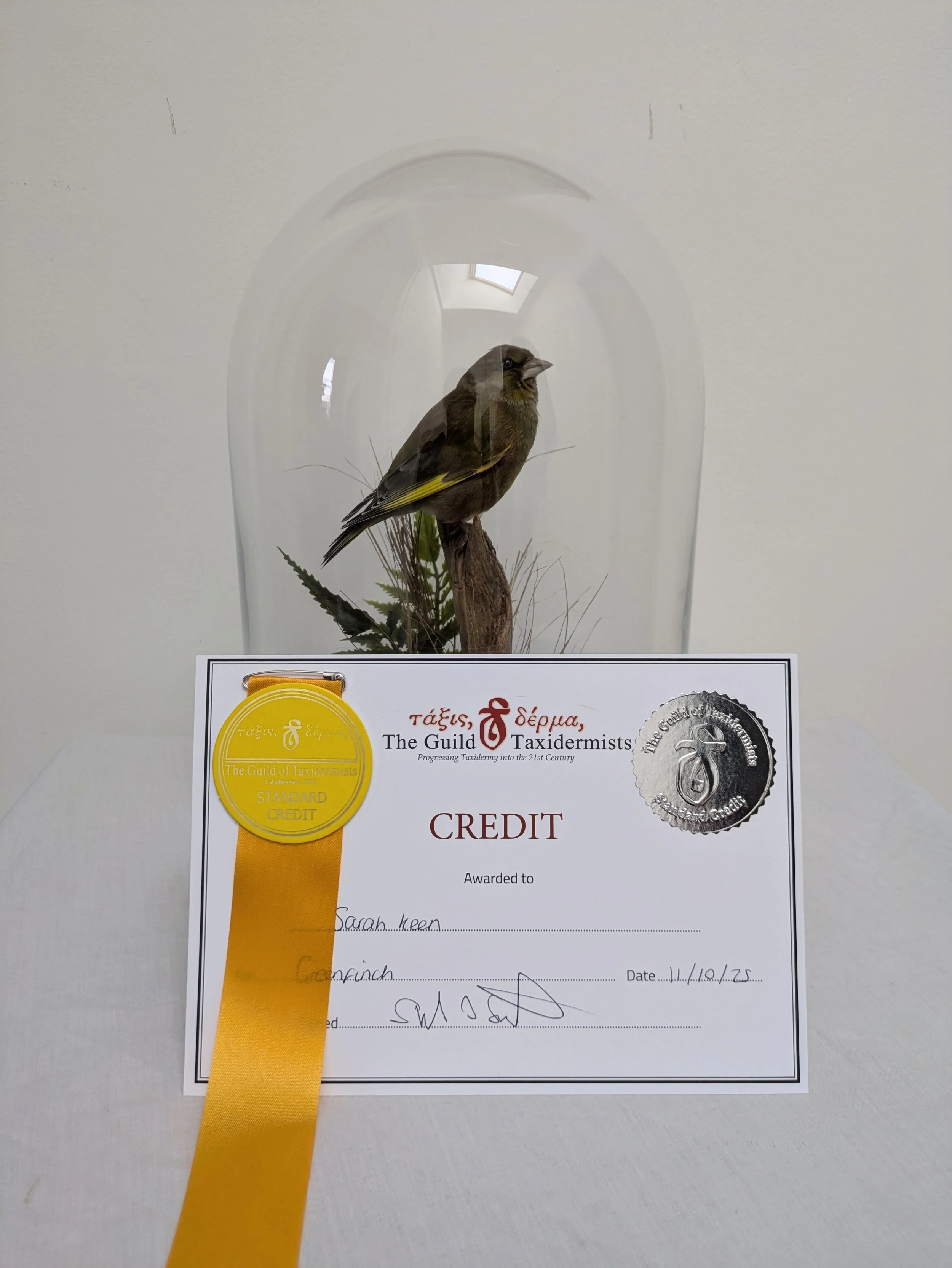 Taxidermy greenfinch in dome