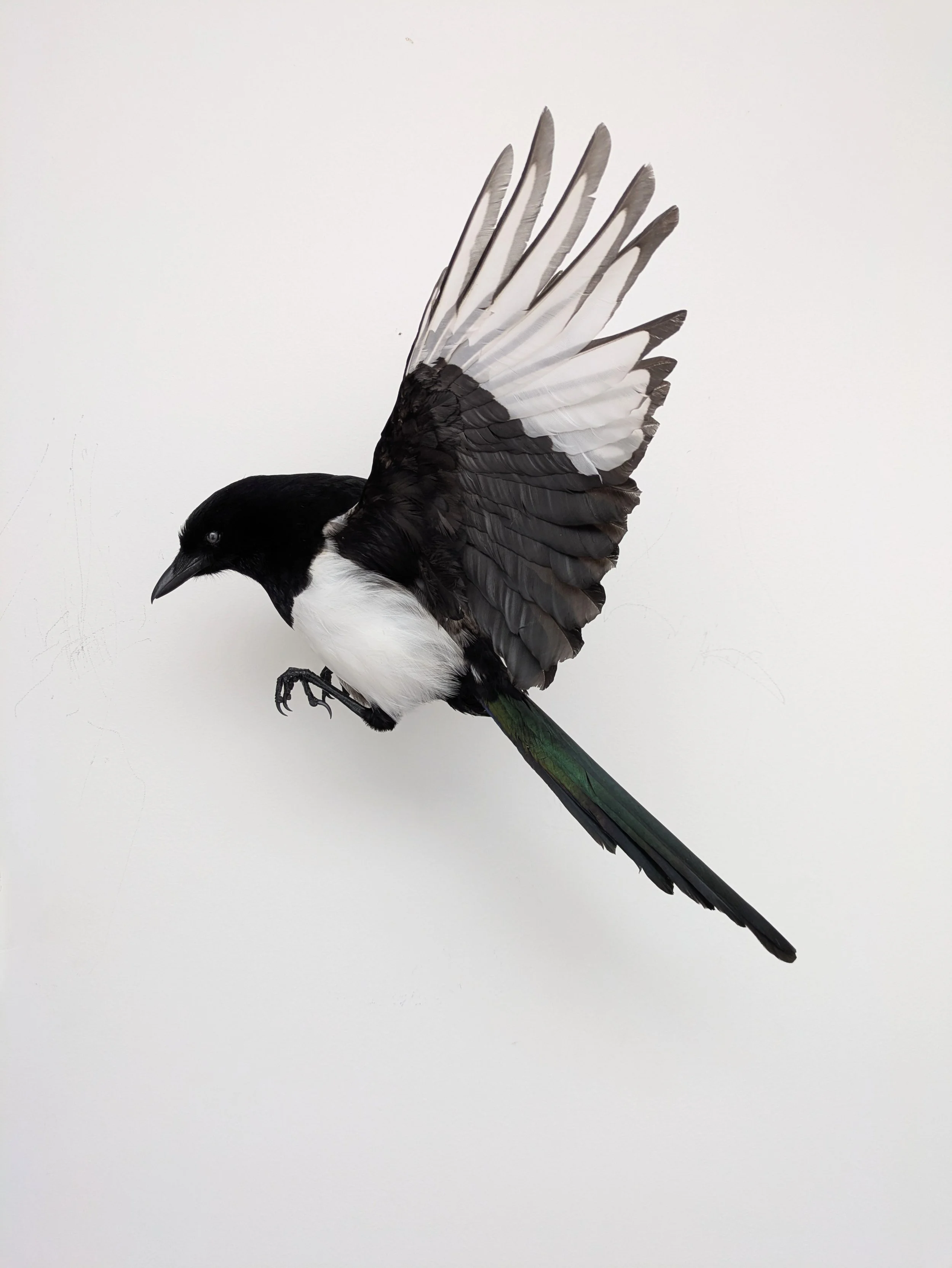 Taxidermy Magpie In Flight