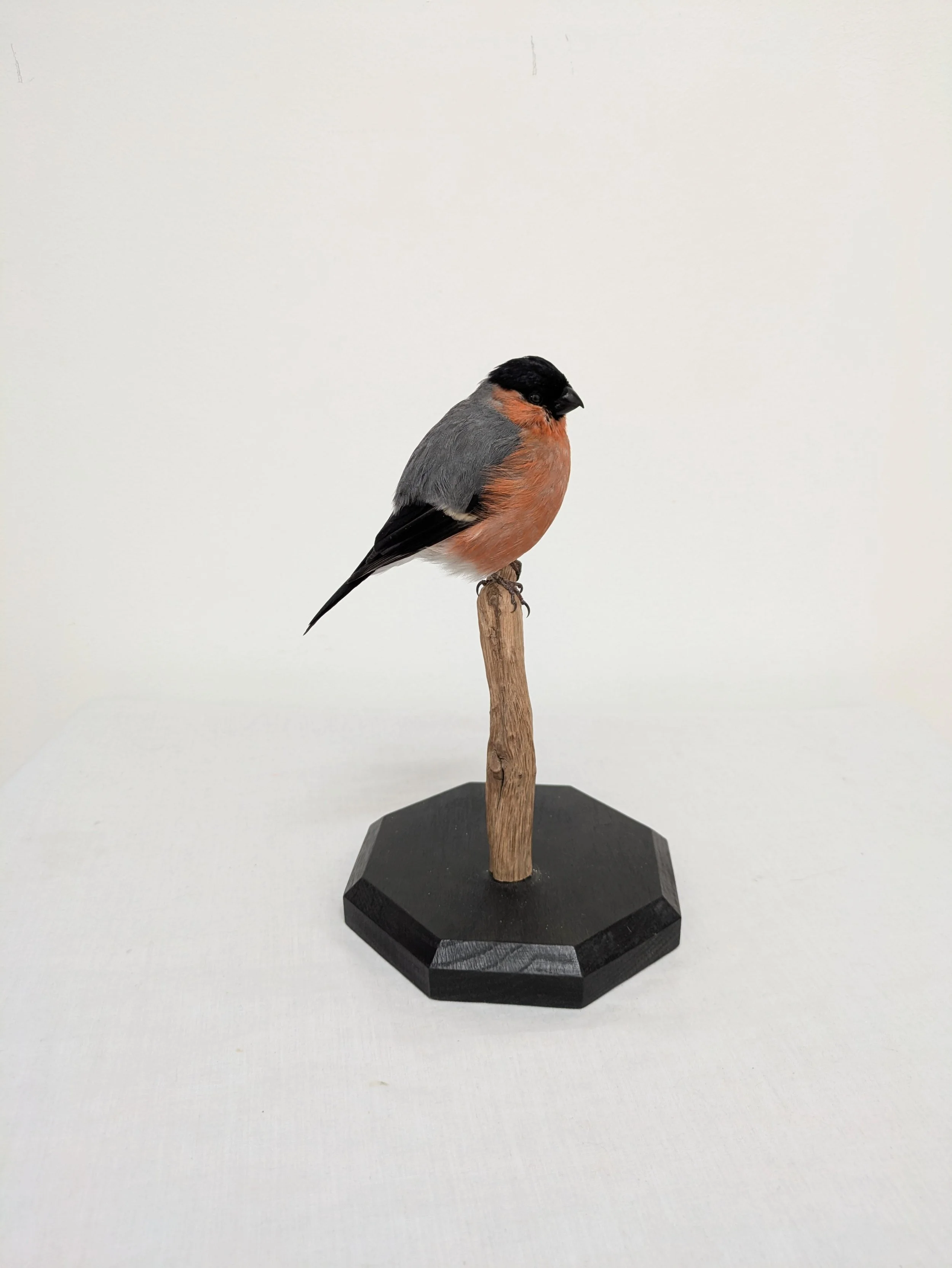 Taxidermy Bullfinch