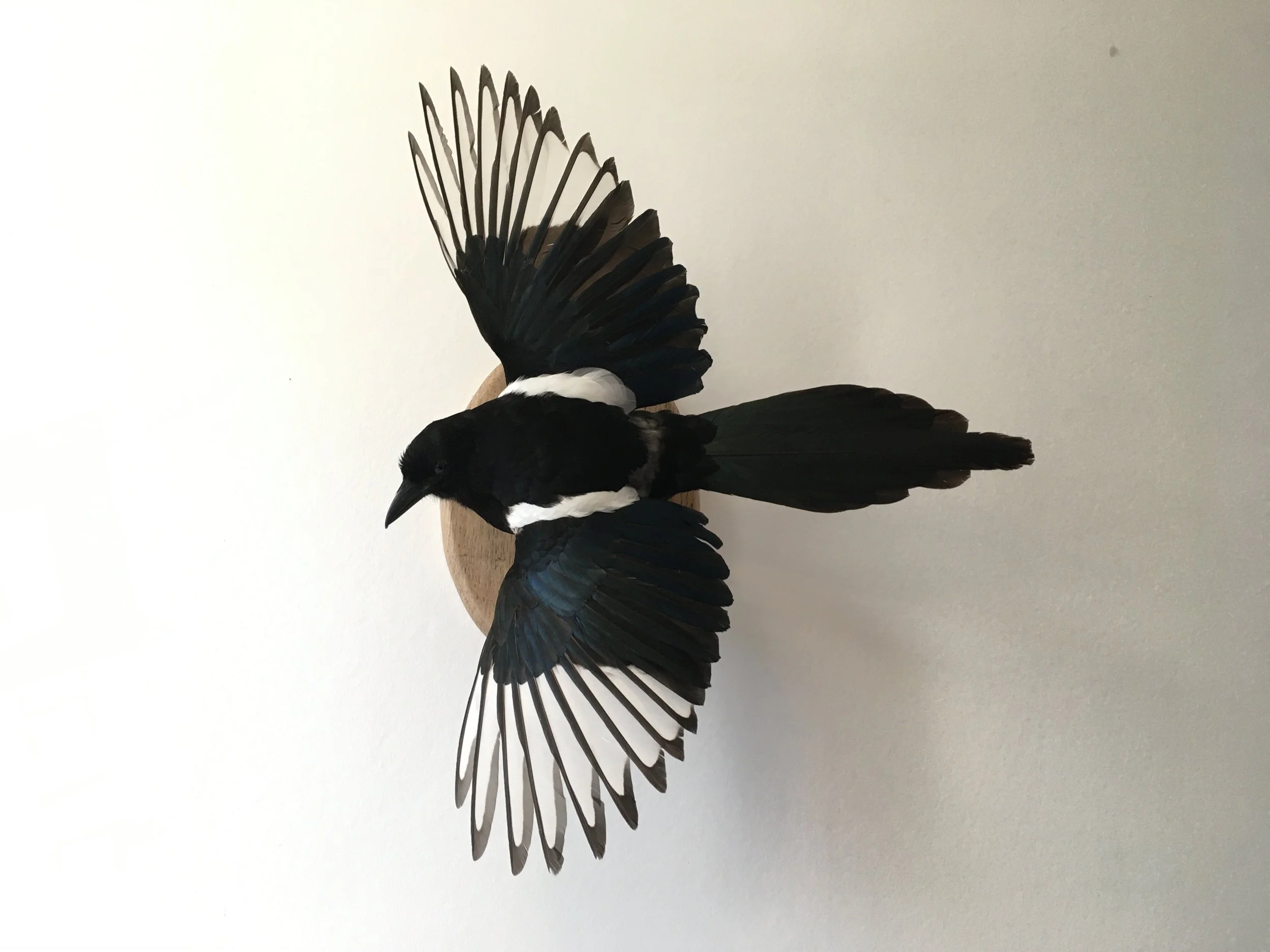 magpie wings spread.jpeg