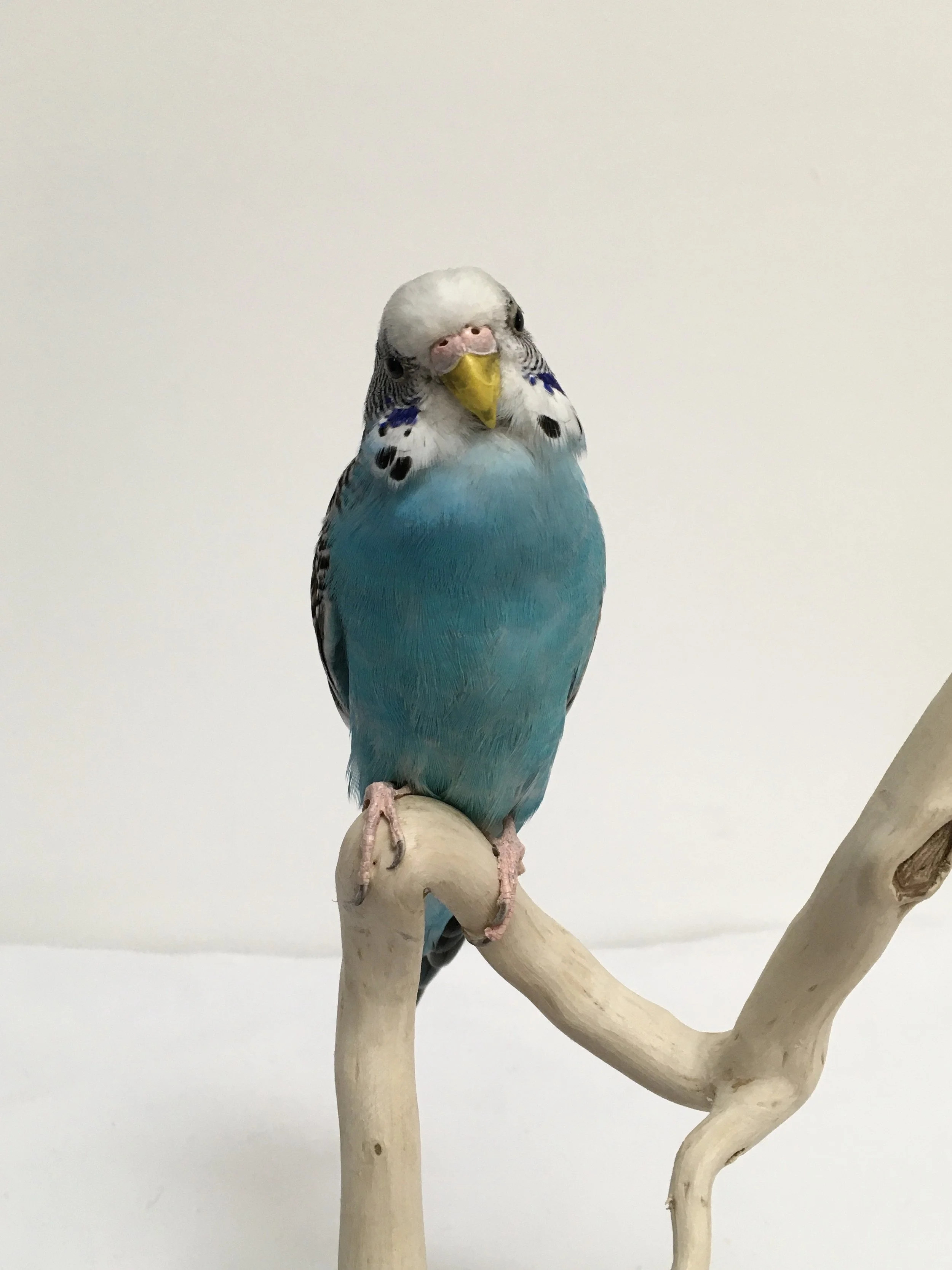 cocked head budgie.jpeg