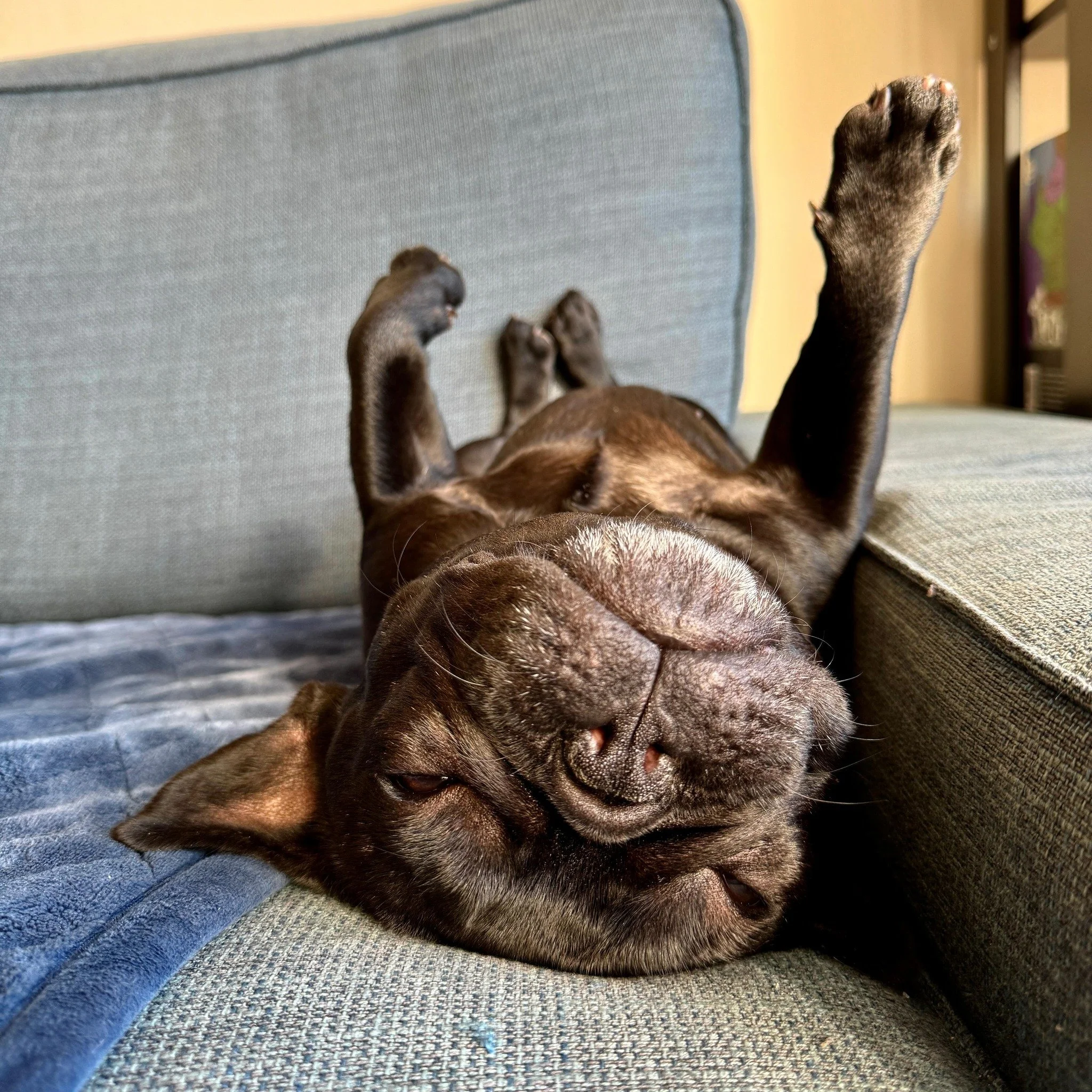 Monday vibes from Zelda 

#monday #frenchiezeldamaria #barcelona #dogsofinstagram #dogsofbarcelona #frenchie #frenchbulldog #letsleepingdogslie