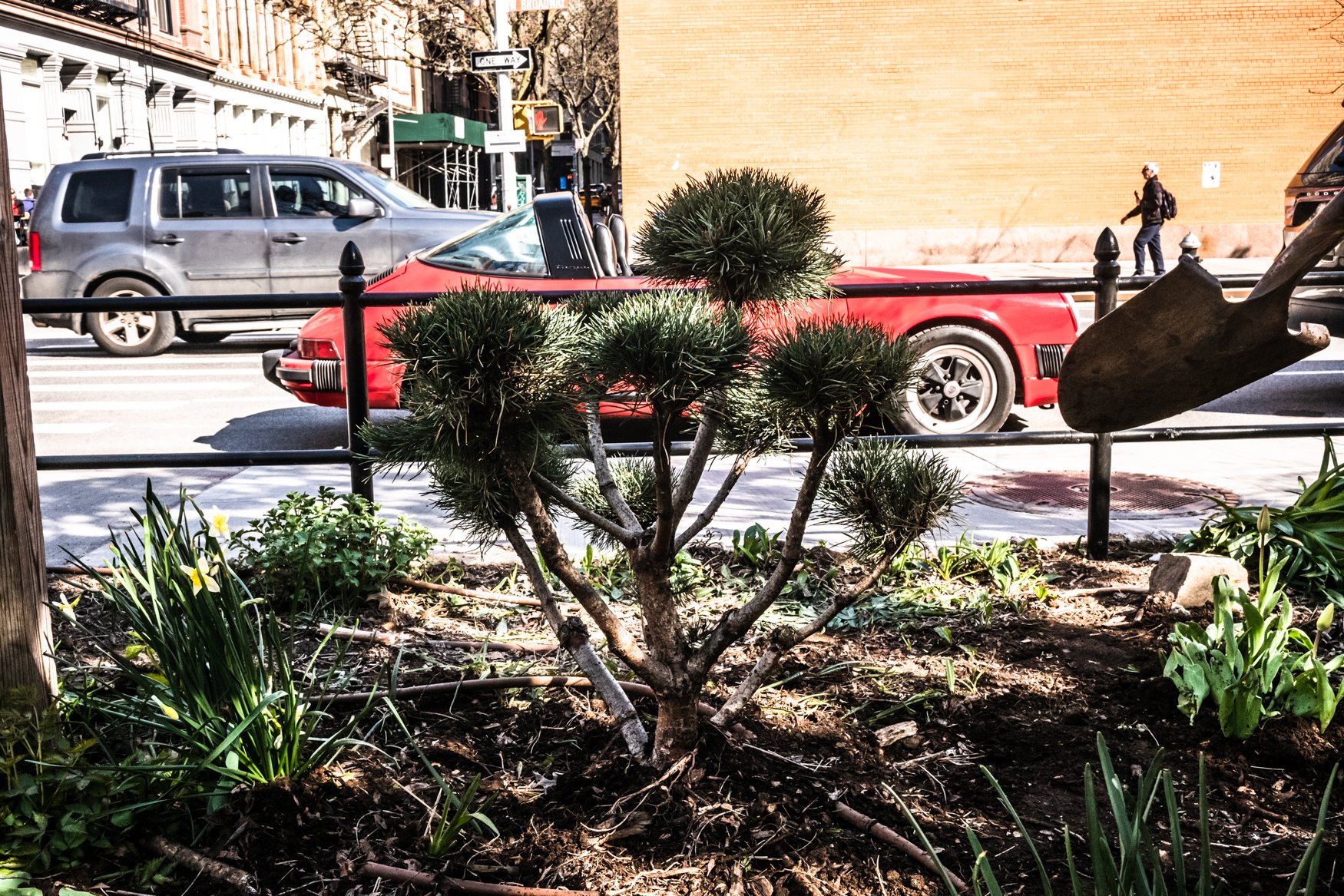 Dwarf scotch pine (photograph by Donna Ferrato)