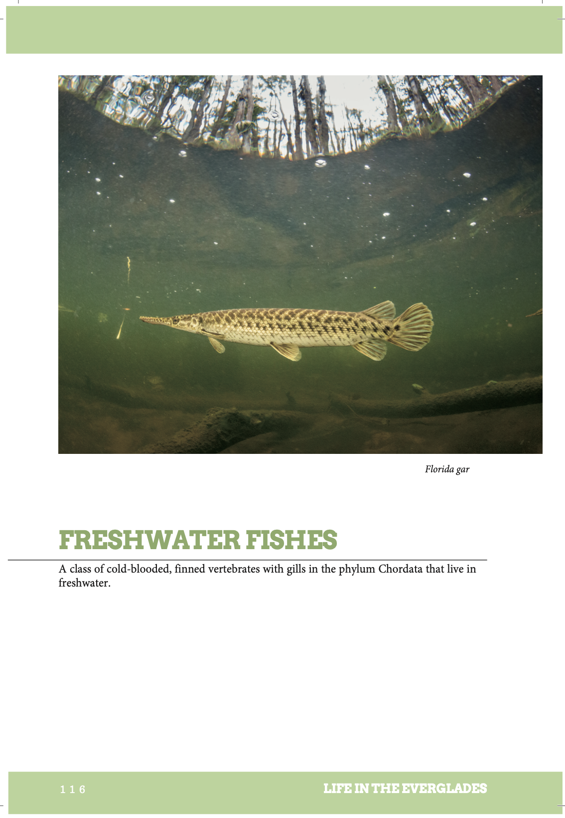 22 Screen Shot freshwater fishes intro.png