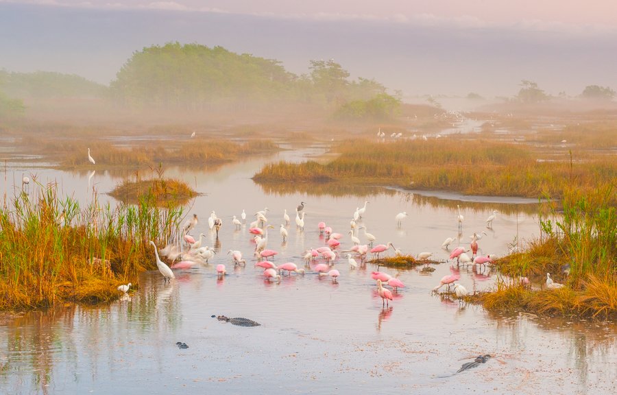 Protecting the Everglades Means Protecting Florida’s Future