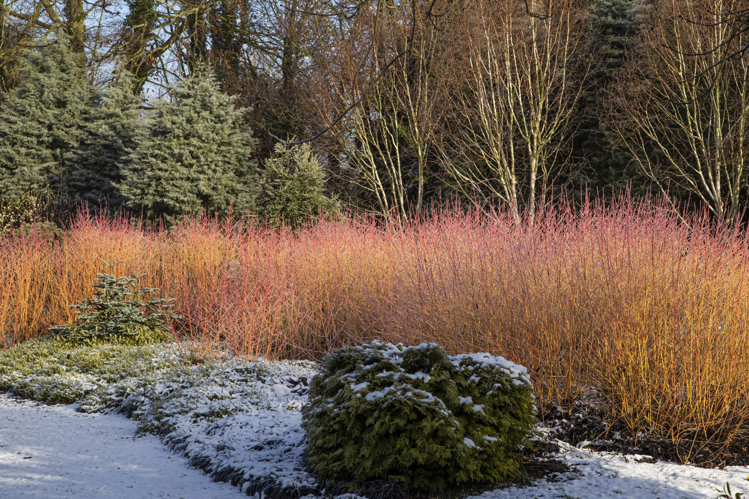 Cornus sanguinea 'Midwinter Fire' — Foggy Bottom Garden