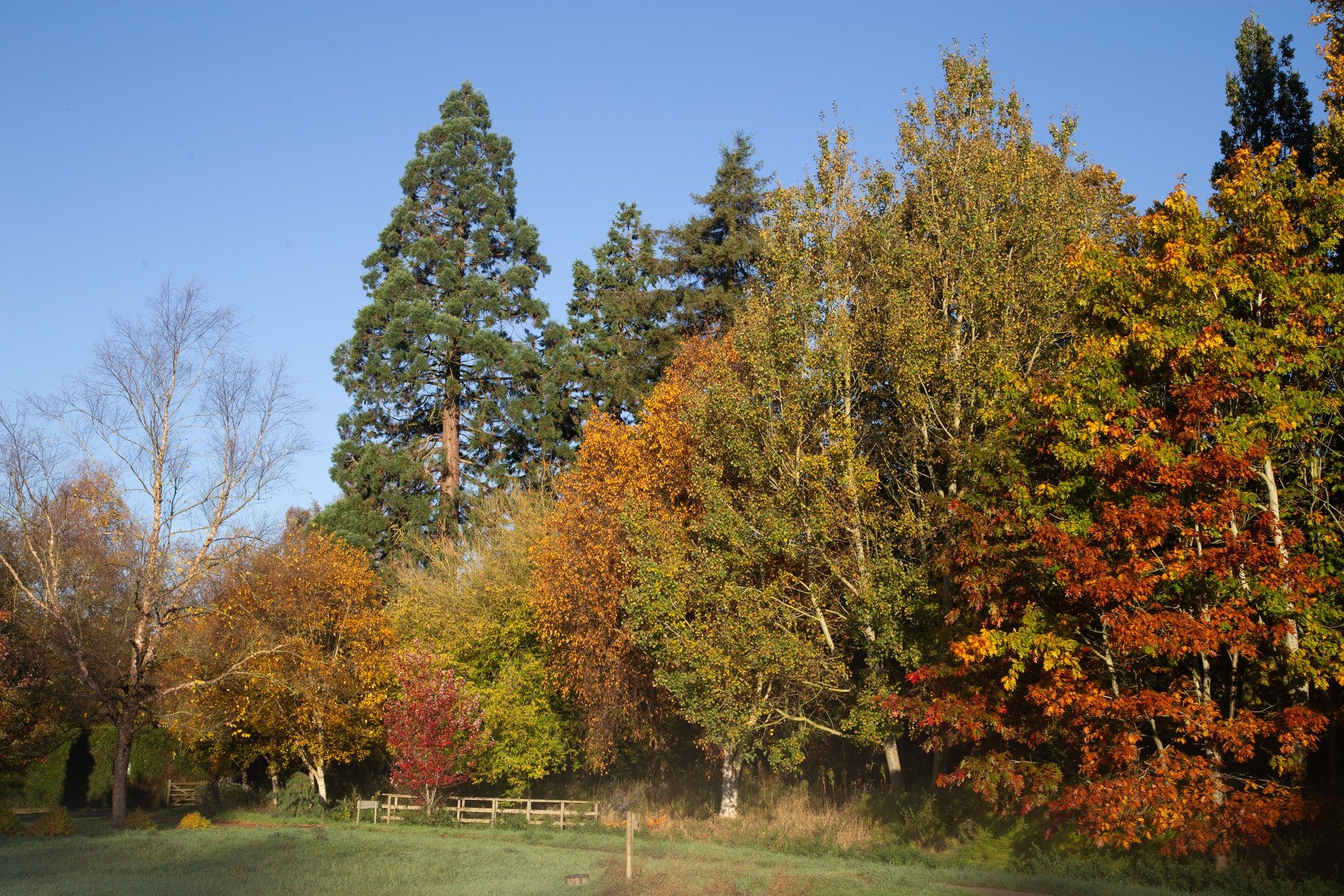 The towering giant redwoods stand proudly at the back of Adrain&rsquo;s Wood behind other deciduous trees and the bridge must be crossed to reach  Foggy Bottom further to the left. Come and walk through the gardens this week before they close this we