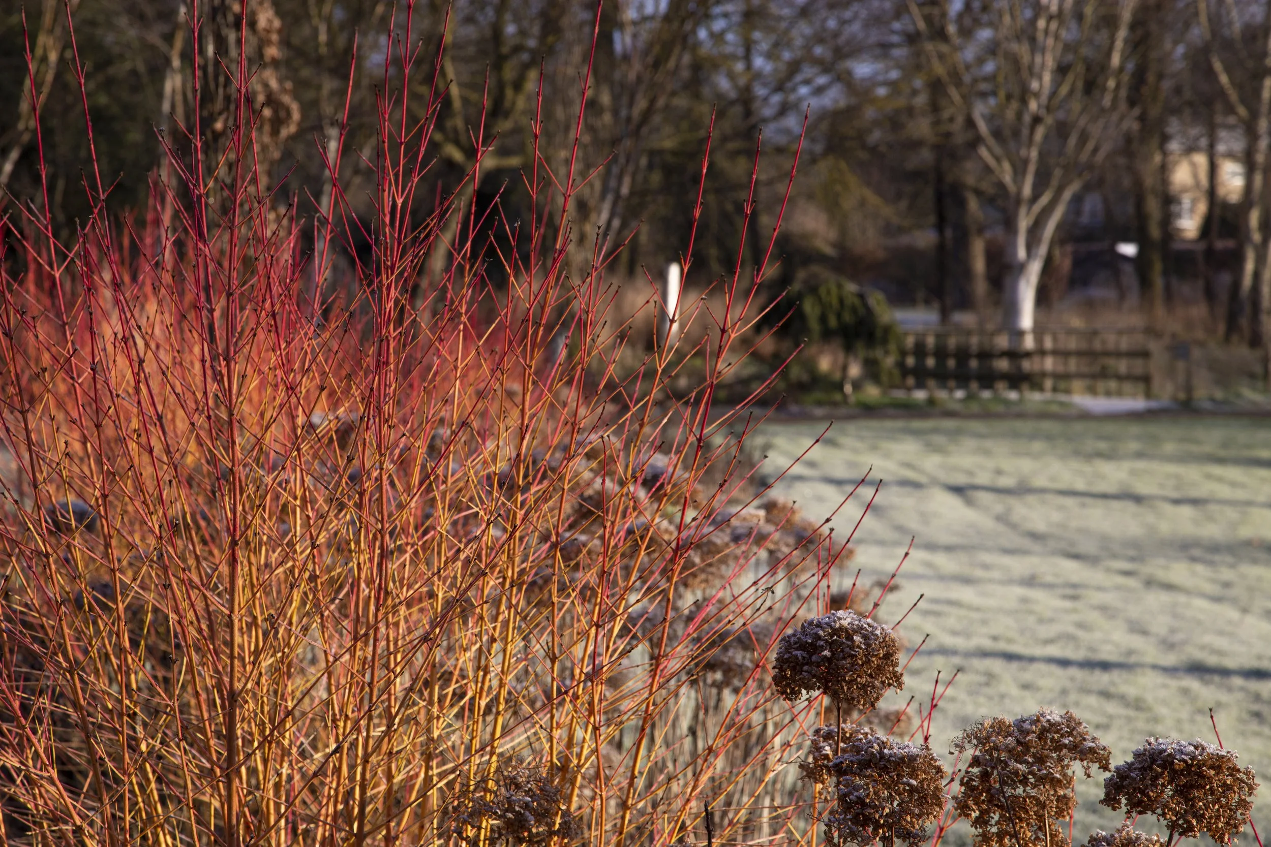 Cornus sanguinea 'Midwinter Fire' — Foggy Bottom Garden