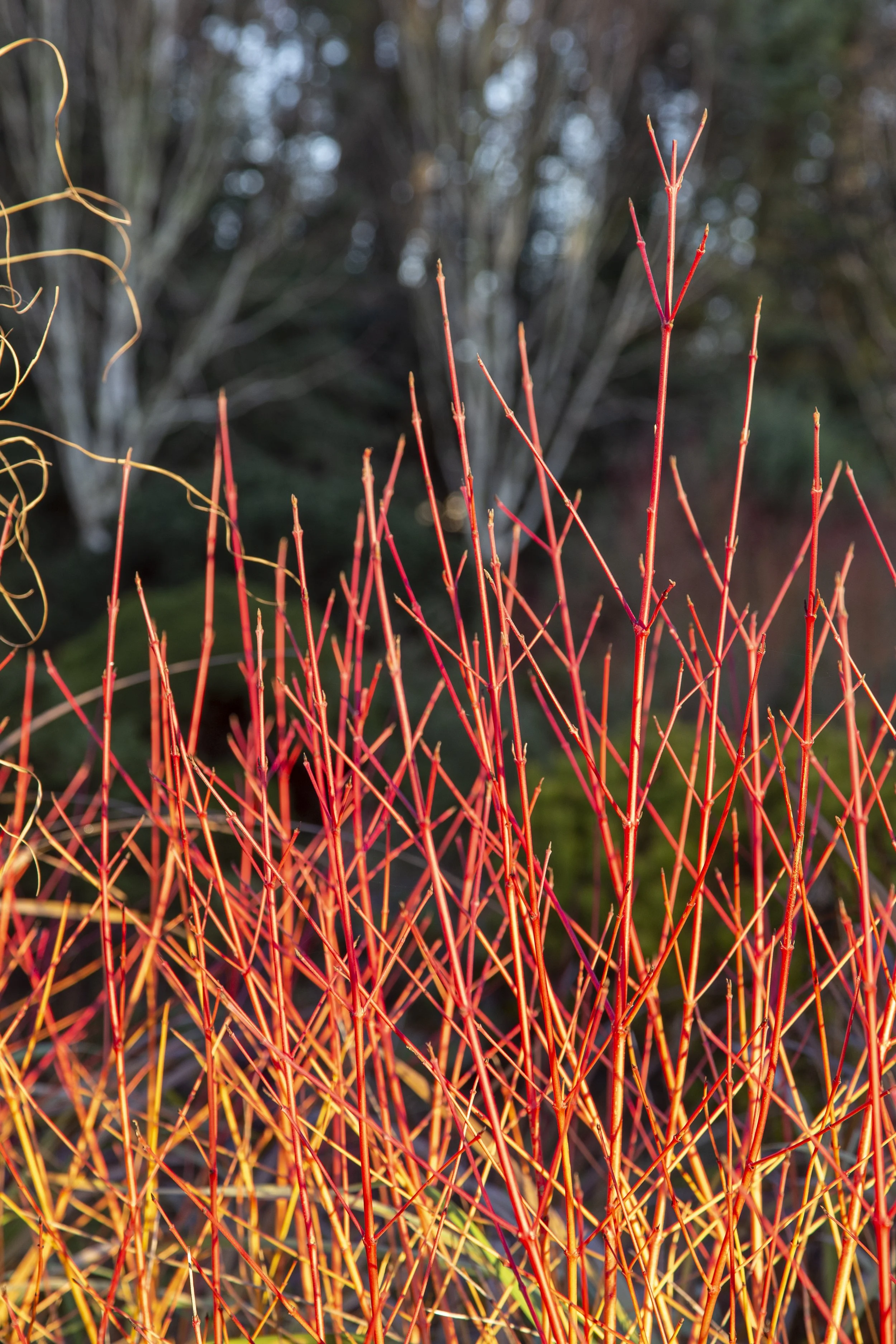 Cornus sanguinea 'Midwinter Fire' — Foggy Bottom Garden