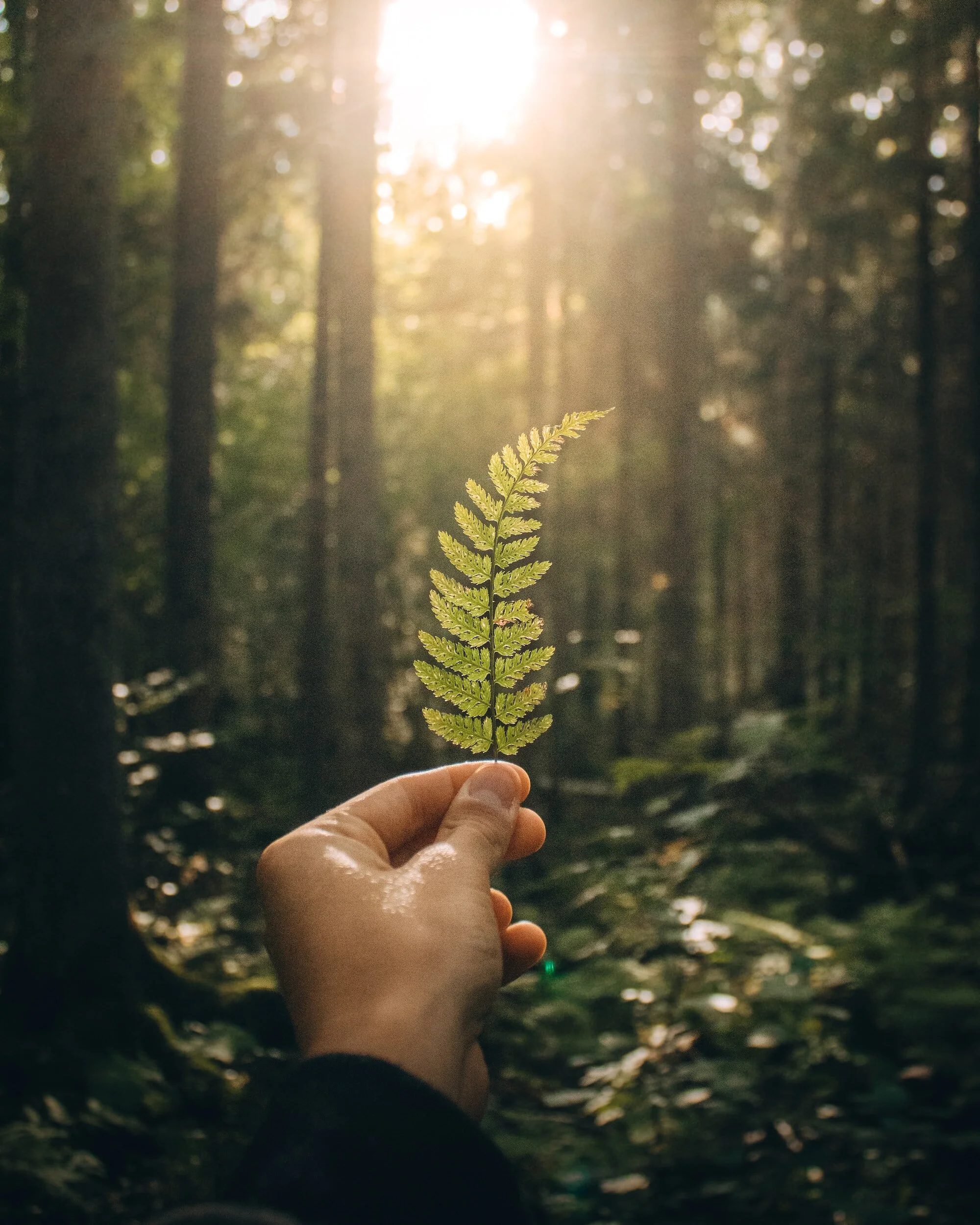 A person holding a fern leaf in a forest with sunlight streaming through the trees in the background.
