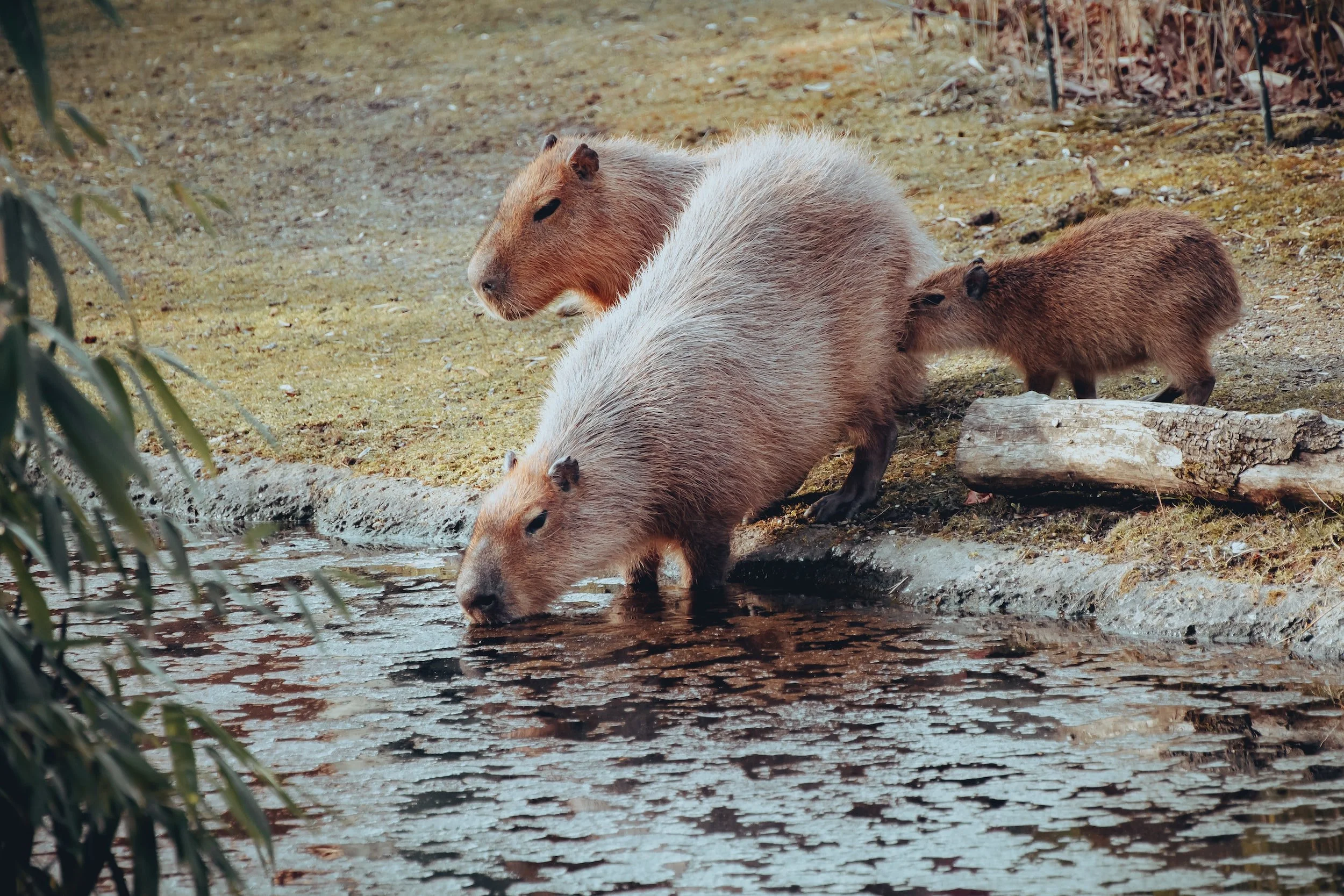 Are Capybaras the Same as Guinea Pigs? — Guinea Guidance