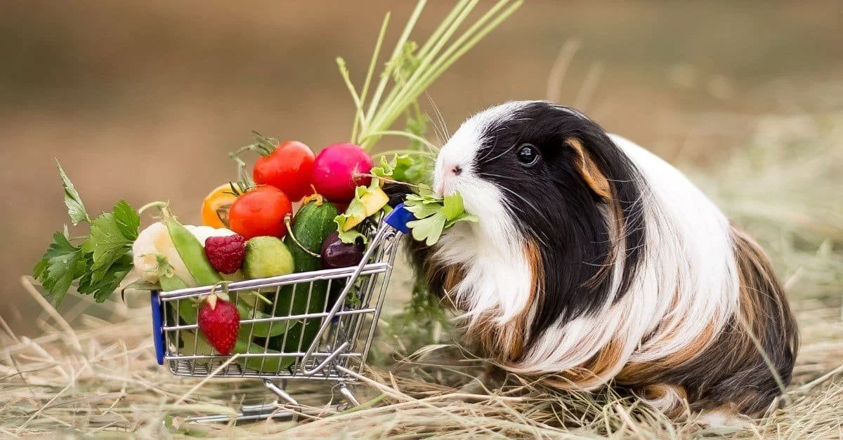 Safe fruits for guinea pigs — Guinea Guidance