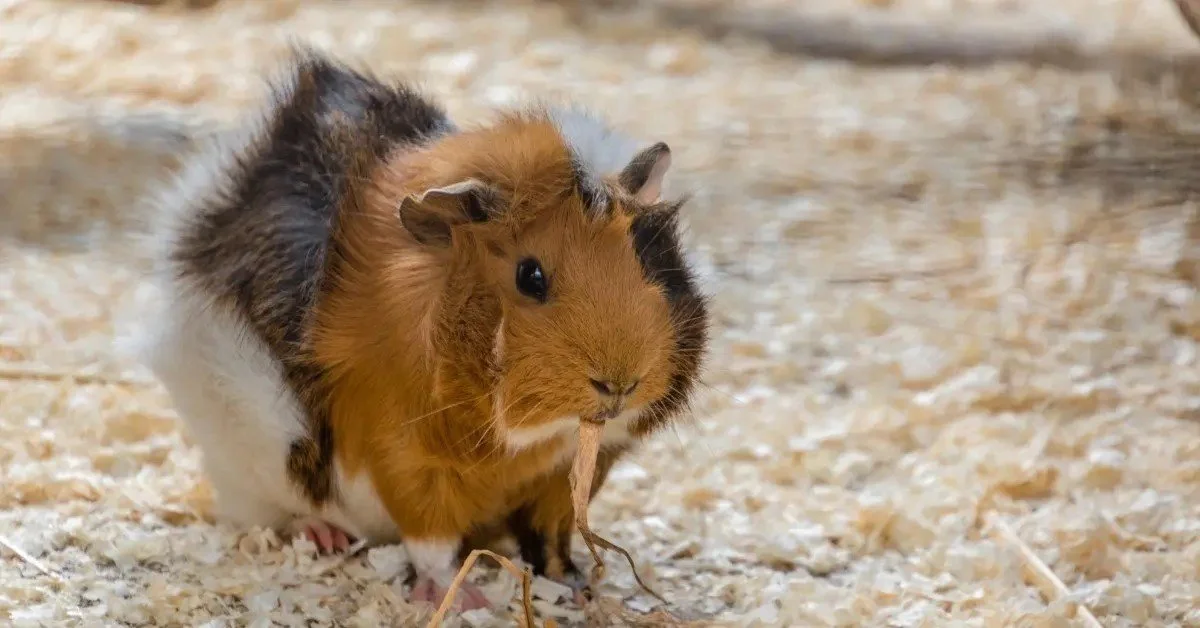 What bedding is best for guinea pigs — Guinea Guidance