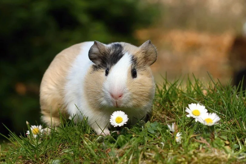 How to tell if your guinea pig is antisocial — Guinea Guidance
