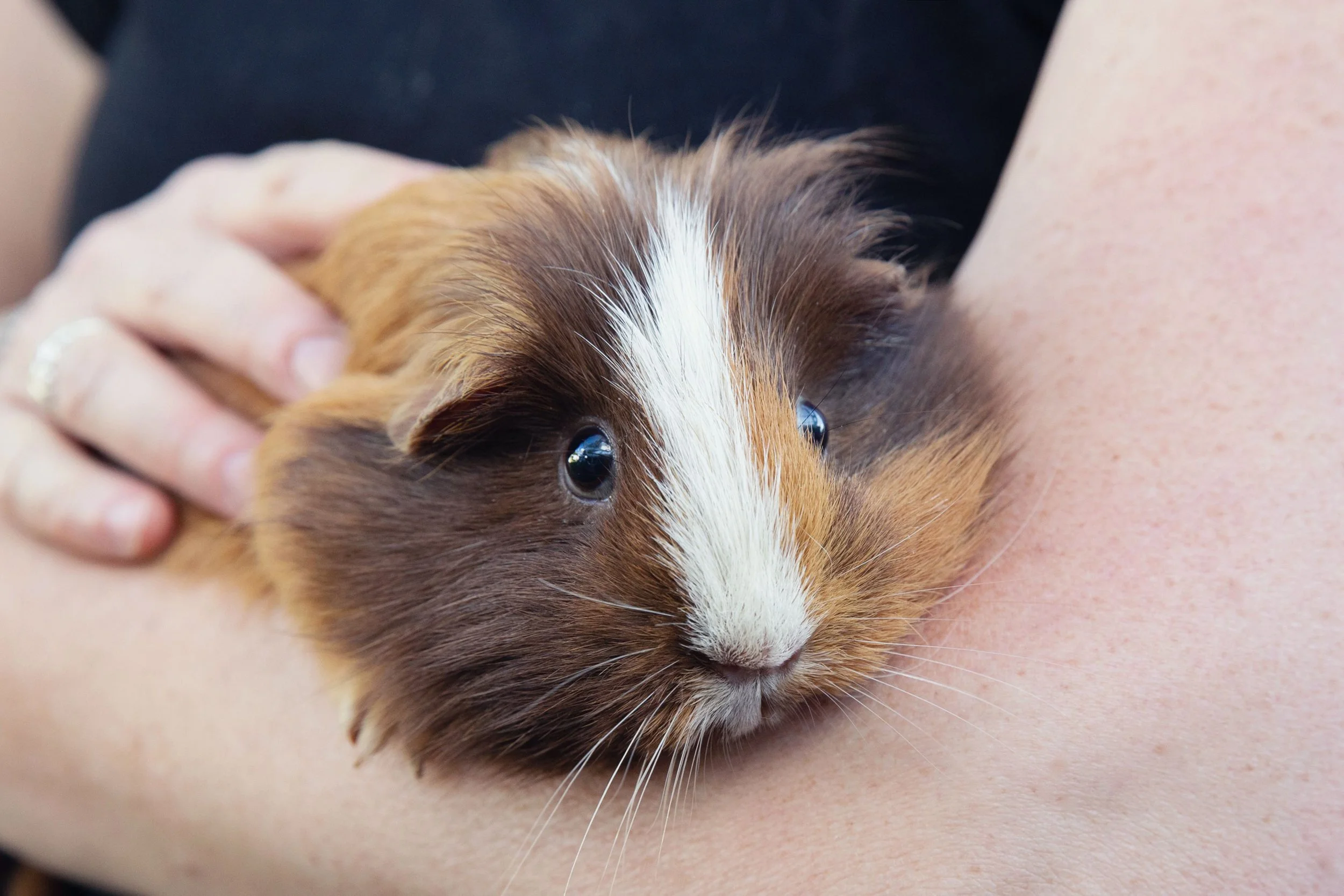 Is My Guinea Pig Sick? — Guinea Guidance
