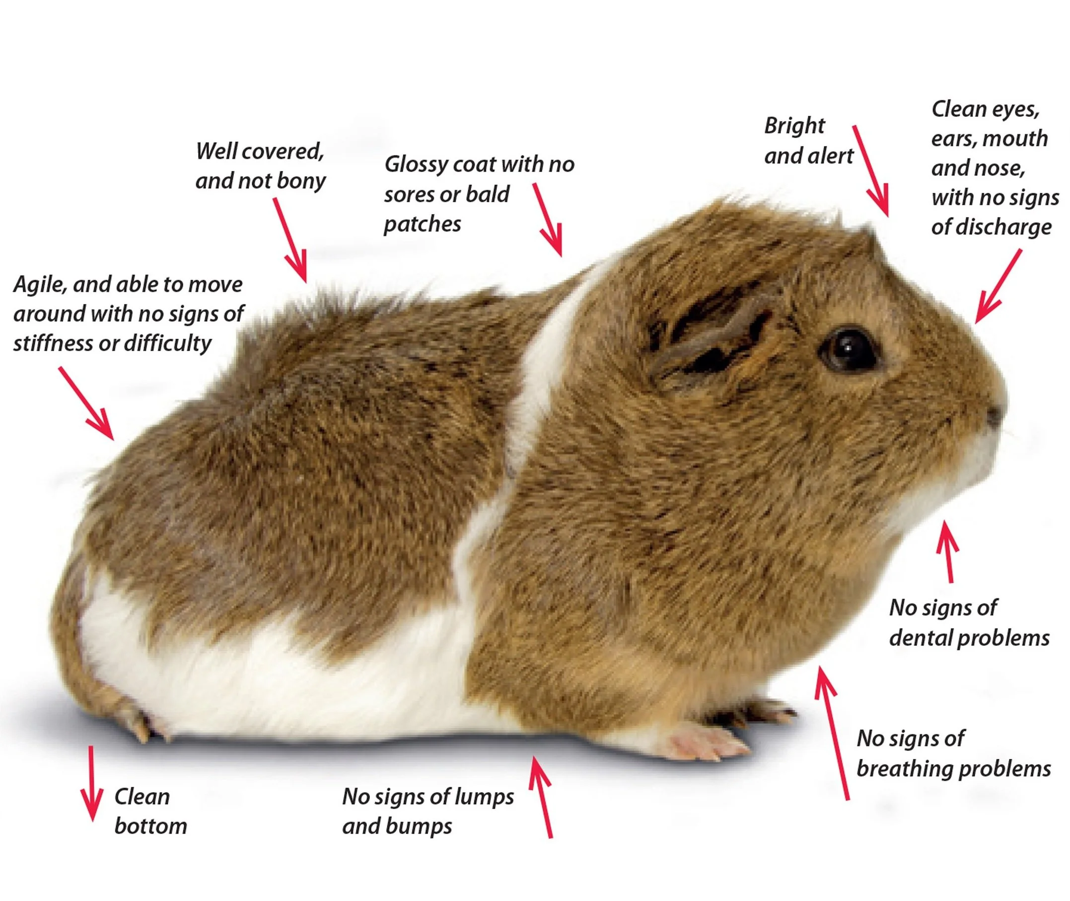 Is My Guinea Pig Sick? — Guinea Guidance