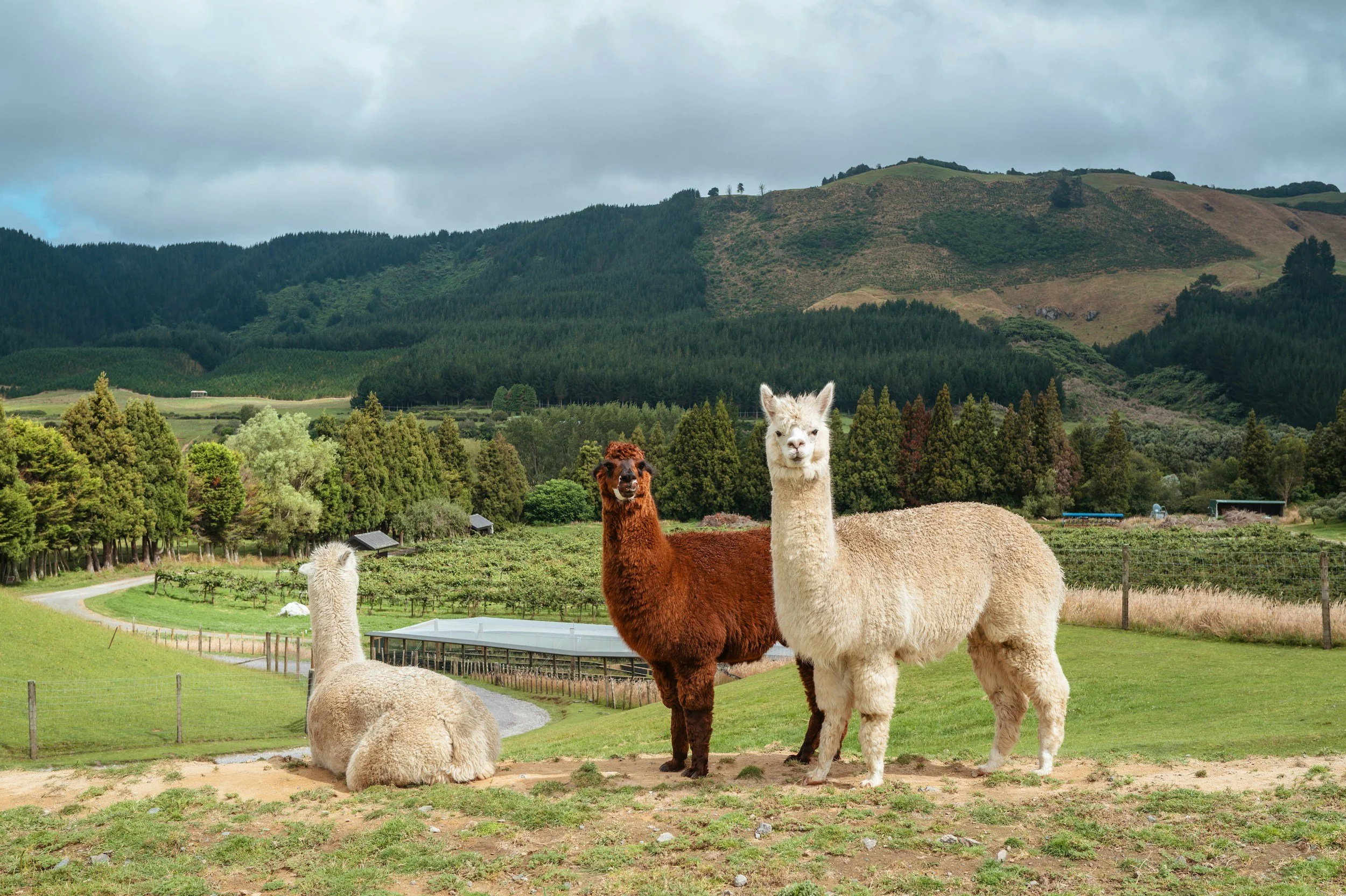 Understanding Alpaca Fiber and Knitwear Production in Peru