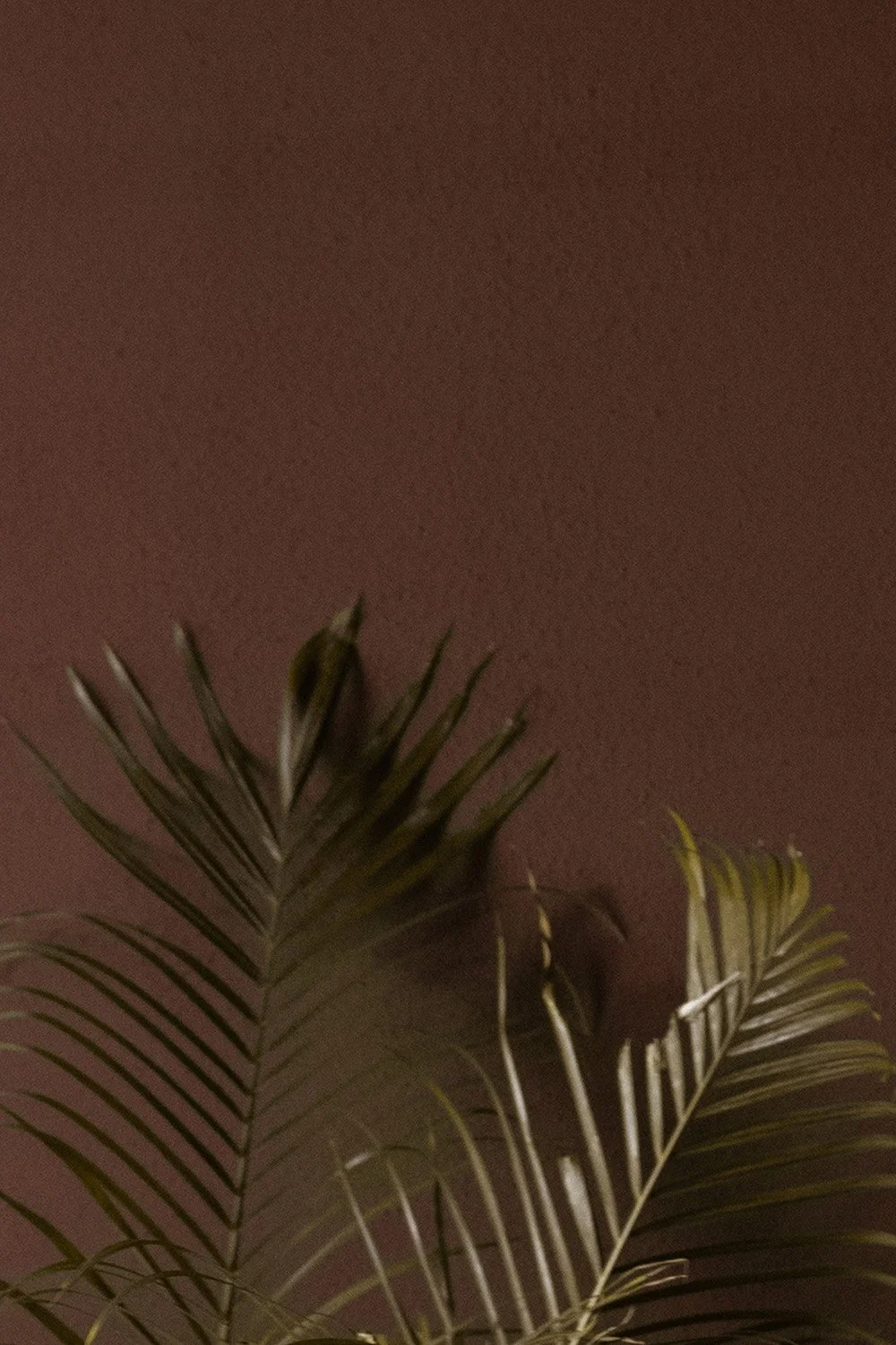 Palm leaf on burgundy background