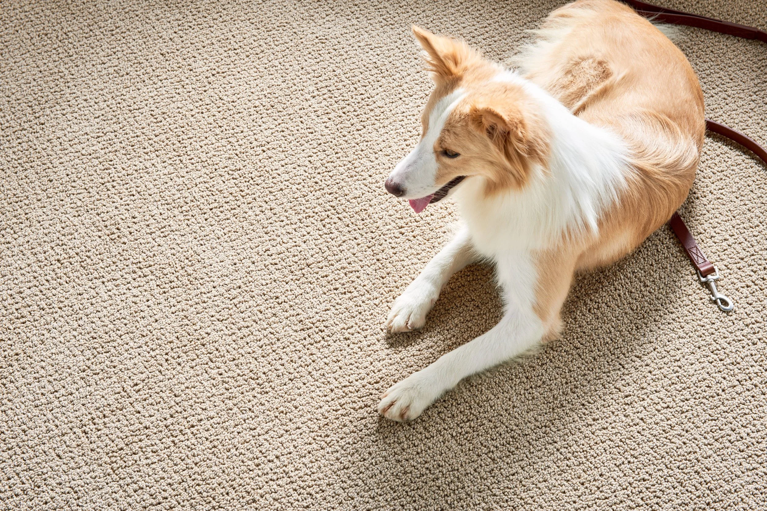 Trimming the Right Way: Tips for Maintaining Carpet