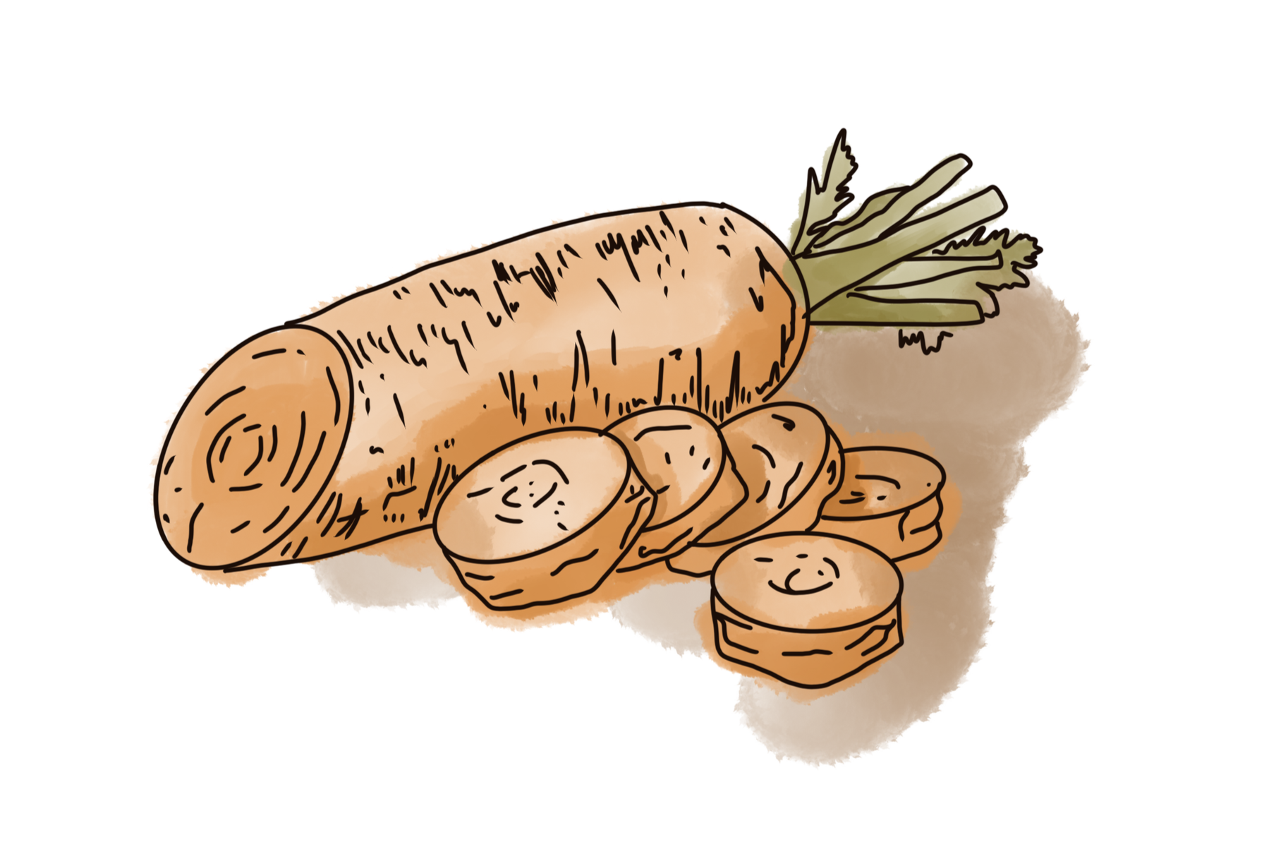 Sketch of a chopped carrot