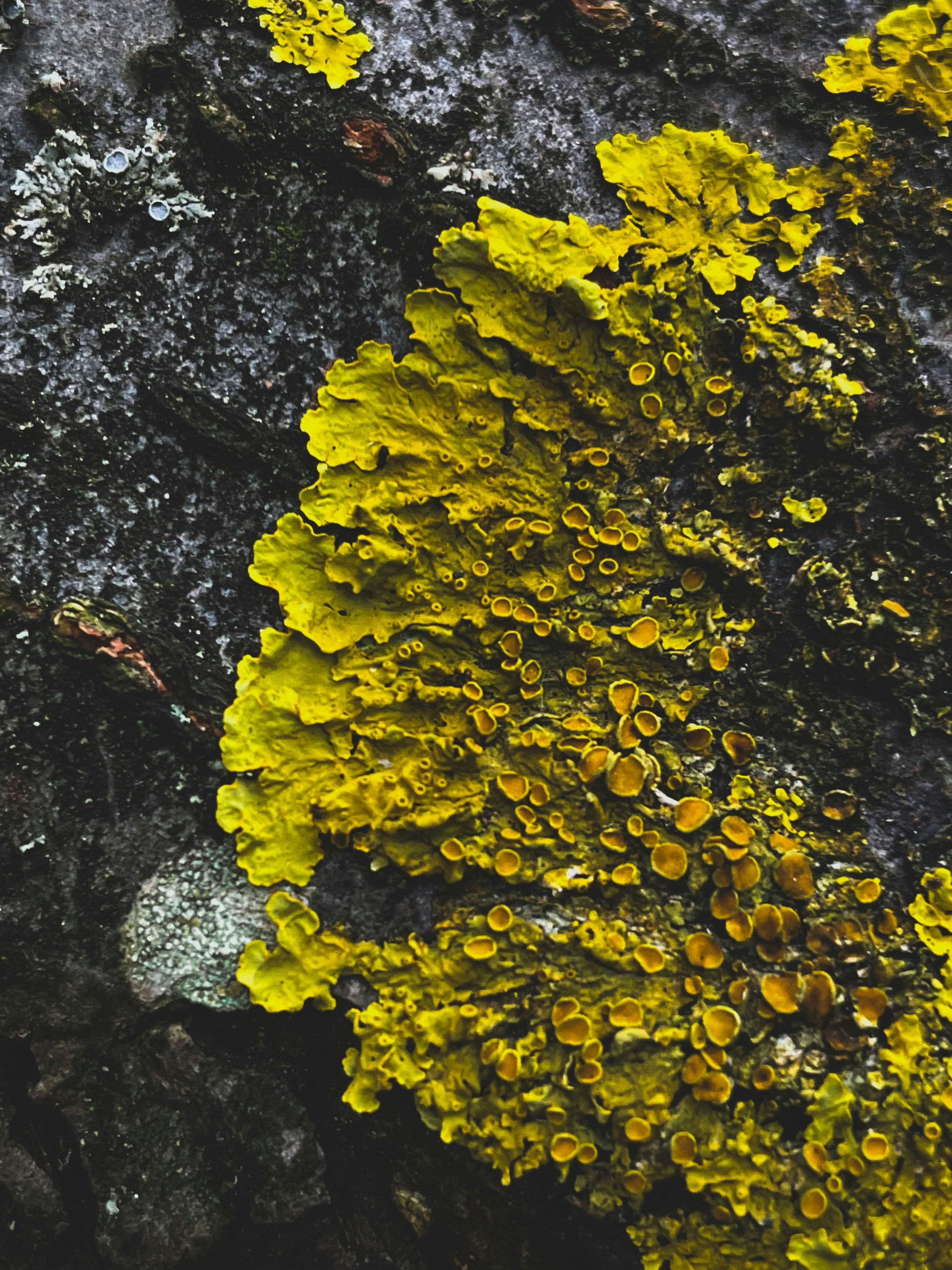 a neon fungus growing in the tundra environment of black and dark granite rock