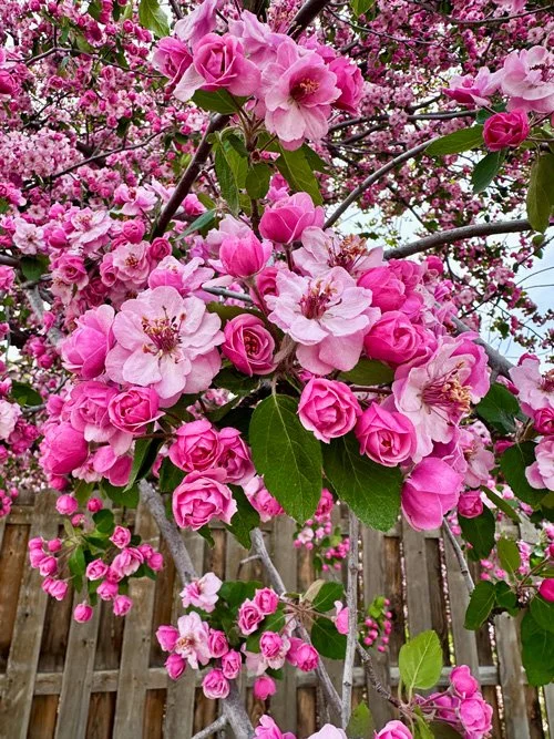 close up of bright pink flowers on a tree.