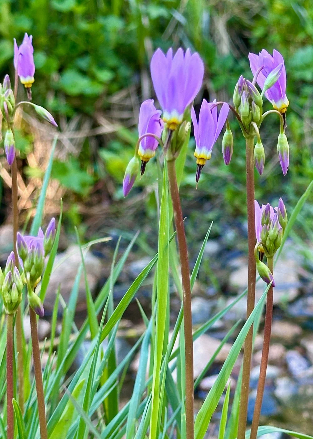 photograph of shoot start wildflowers