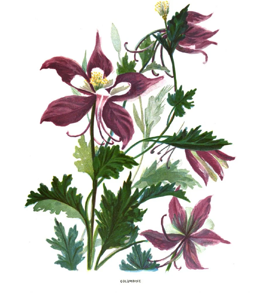 watercolor illustration of Colorado Columbine from an 1885 travel journal