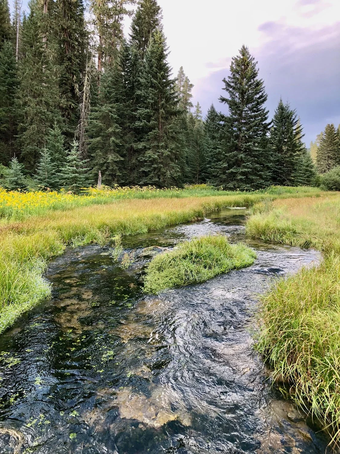 photograph of a meandering creek with tall grasses with pine trees in the background