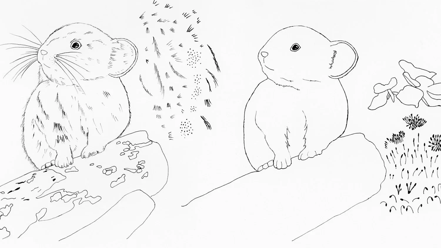 pen drawings of a pika