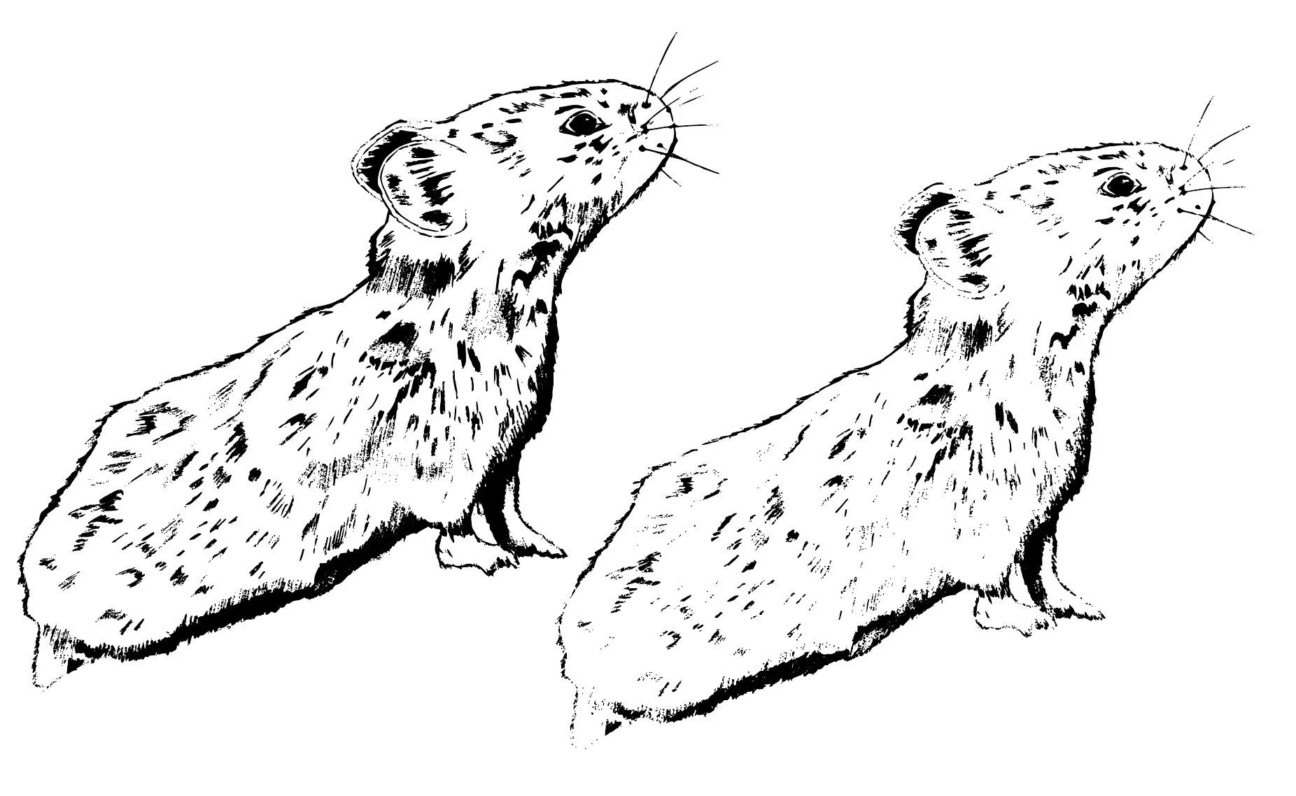 vectorized image of pika.