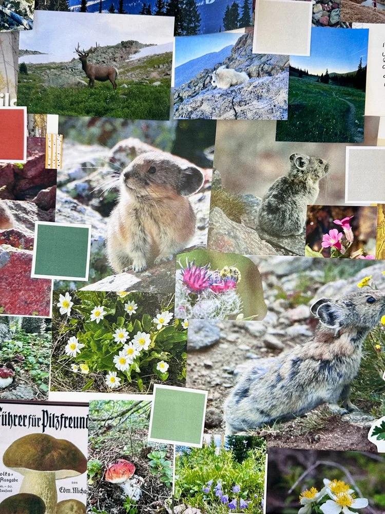 mood board featuring animals and plants of the Colorado Rocky Mountains