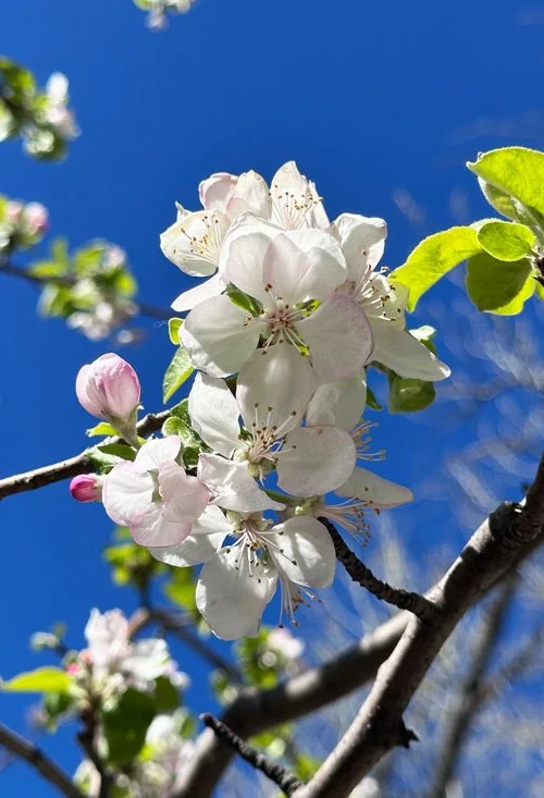 close up of the apple blossoms on a tree.