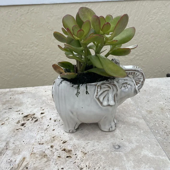 photograph of a green succulent in a pot in the shape of an elephant sitting on a table
