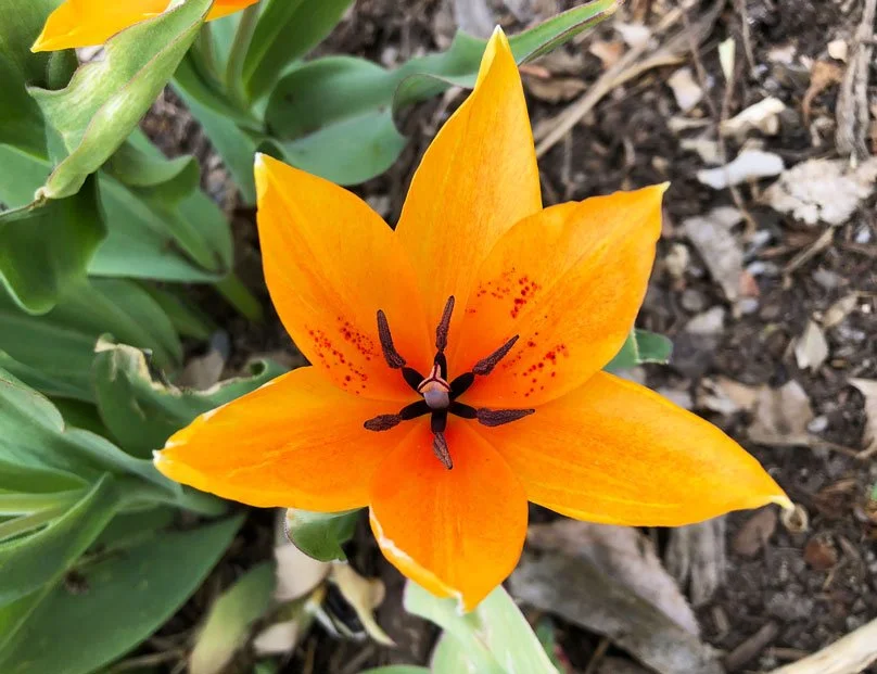 photograph of an orange flower at macro zoom with ground and leaves around it