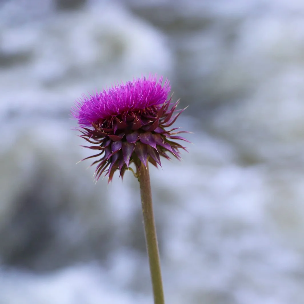 photograph of a close up of the top of a thistle flower