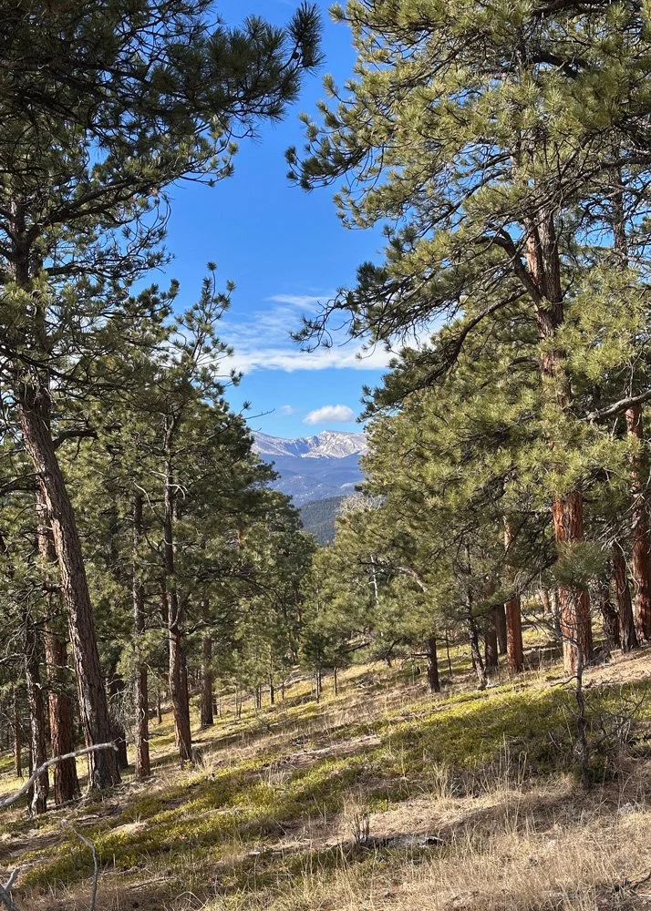 view of snowcapped mountains through the trees