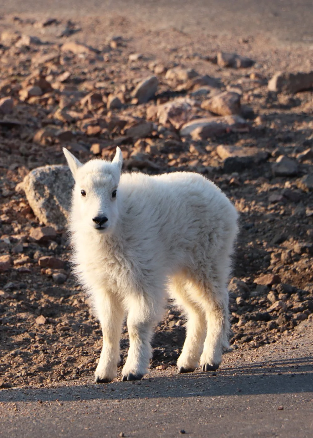 photograph of a baby mountain goat.