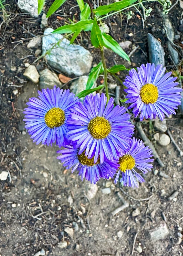 Photograph of a cluster of purple flowers.