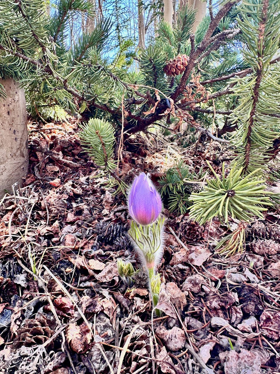 photograph of a flower bud coming up through forest leaves