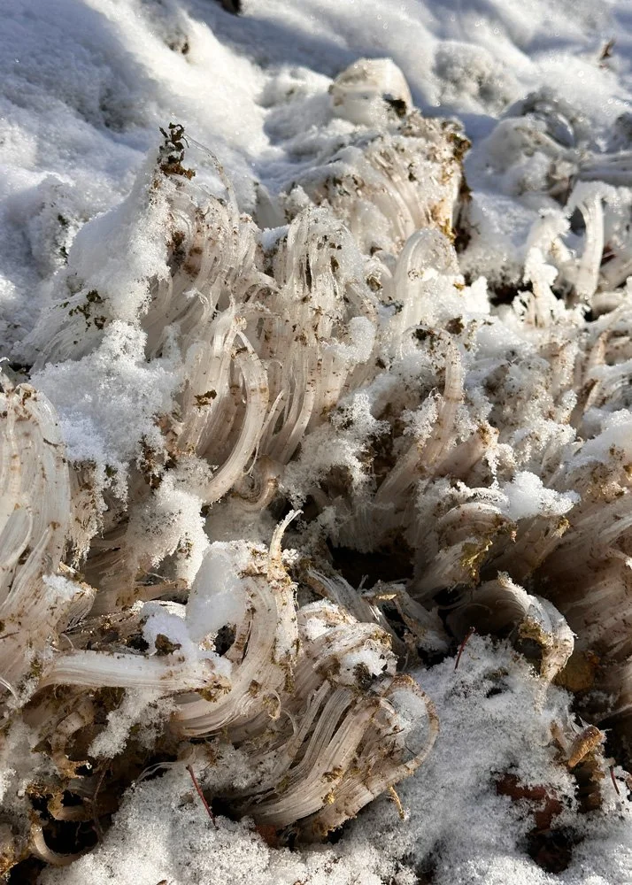 needle ice phenomenon West Virginia