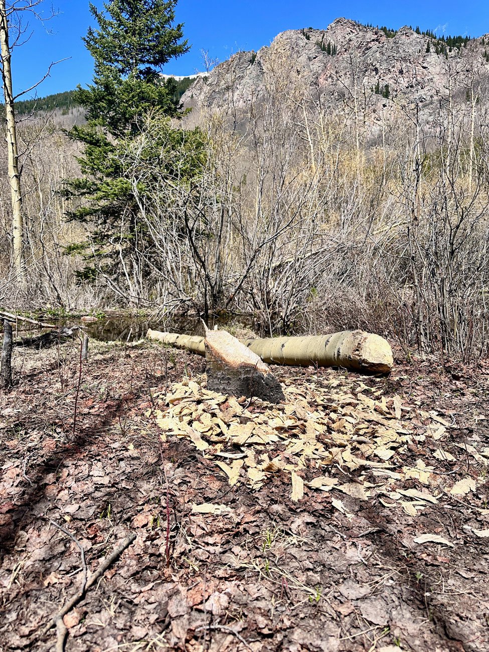 photograph of a beaver bitten stump with wood chips around the base