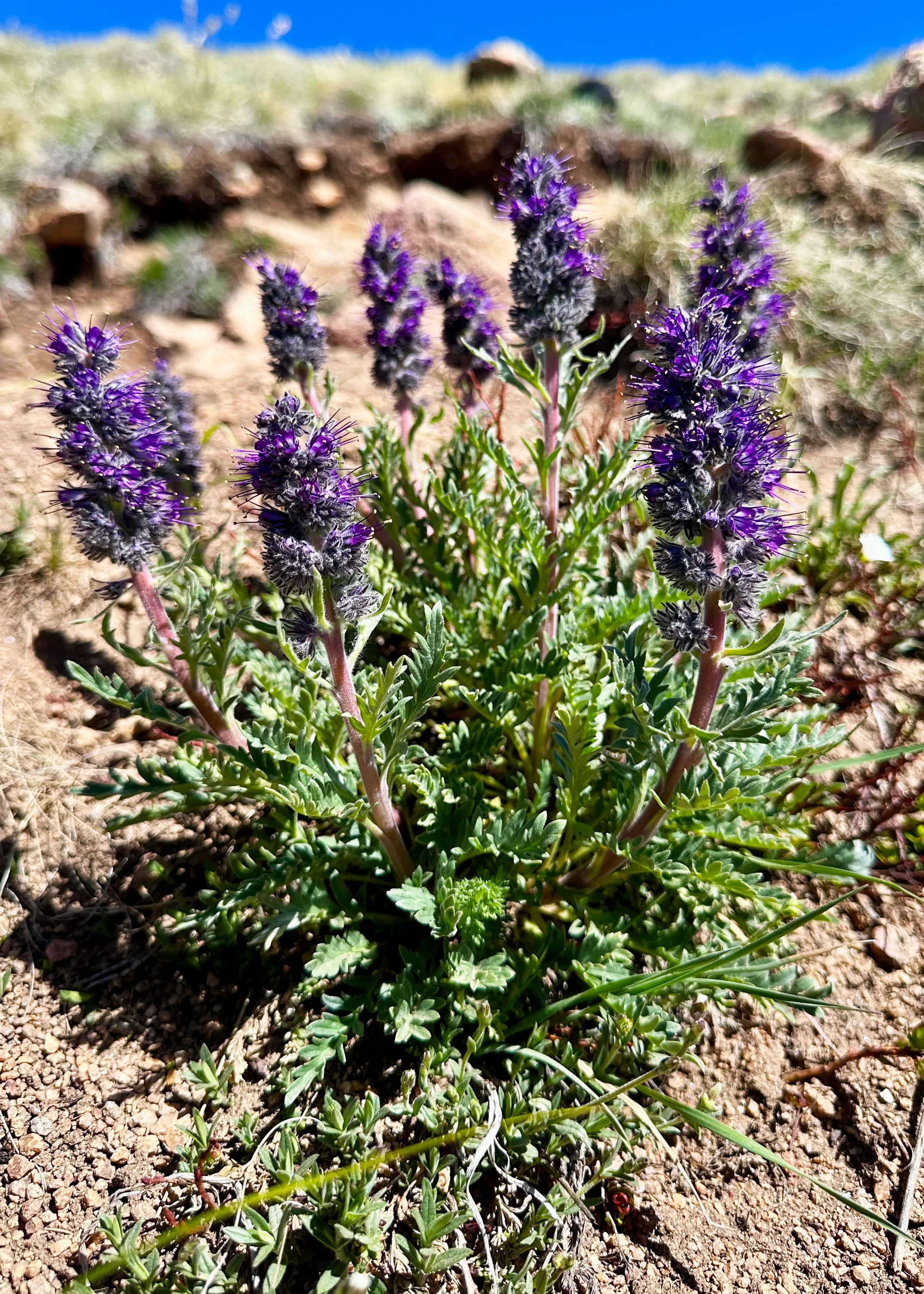 photograph of silky phacelia wildflowers